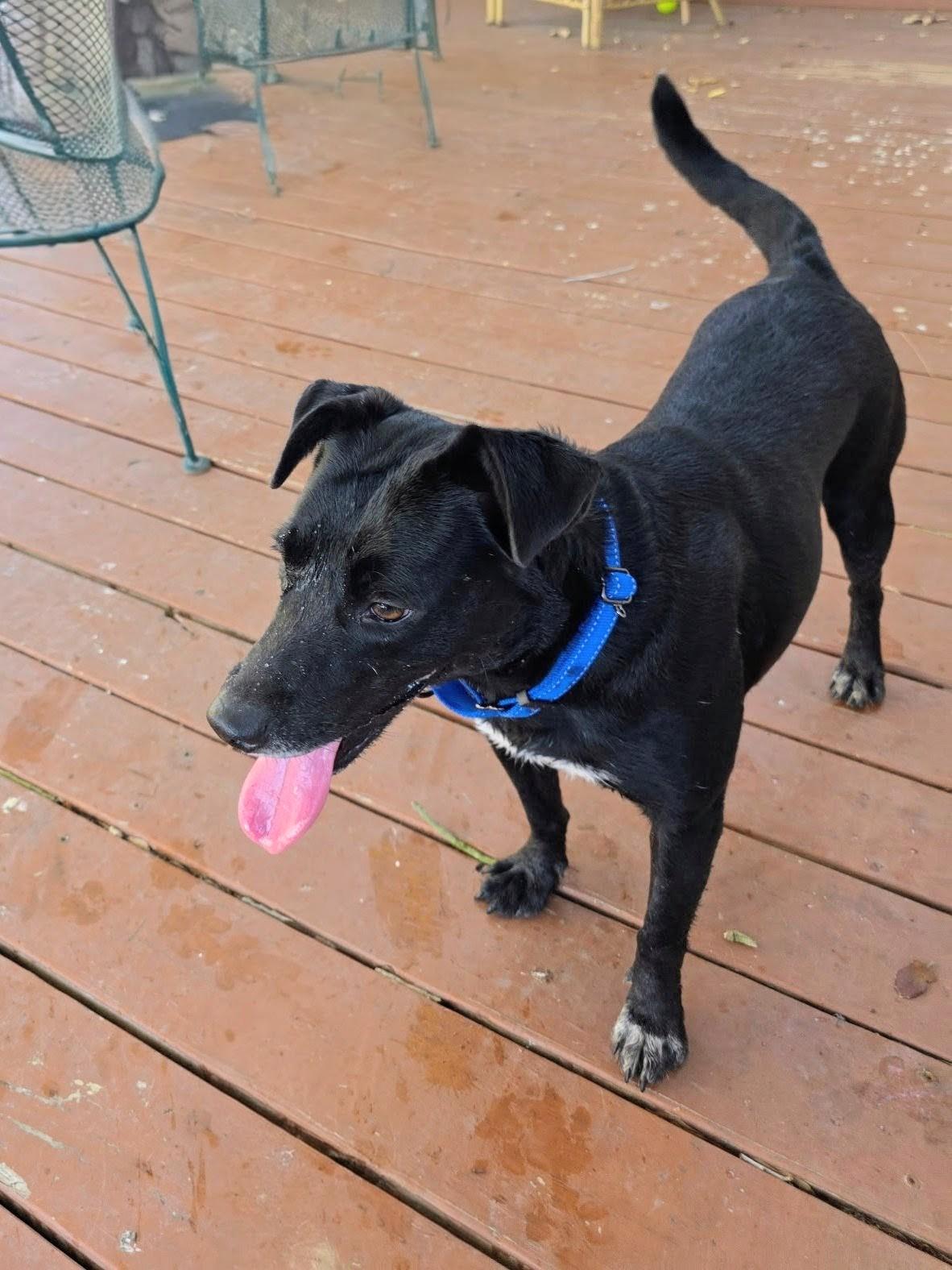 Juliet - Foster Needed in the Northeast, a Adoptable mixed breed in Willington, CT image 1/6