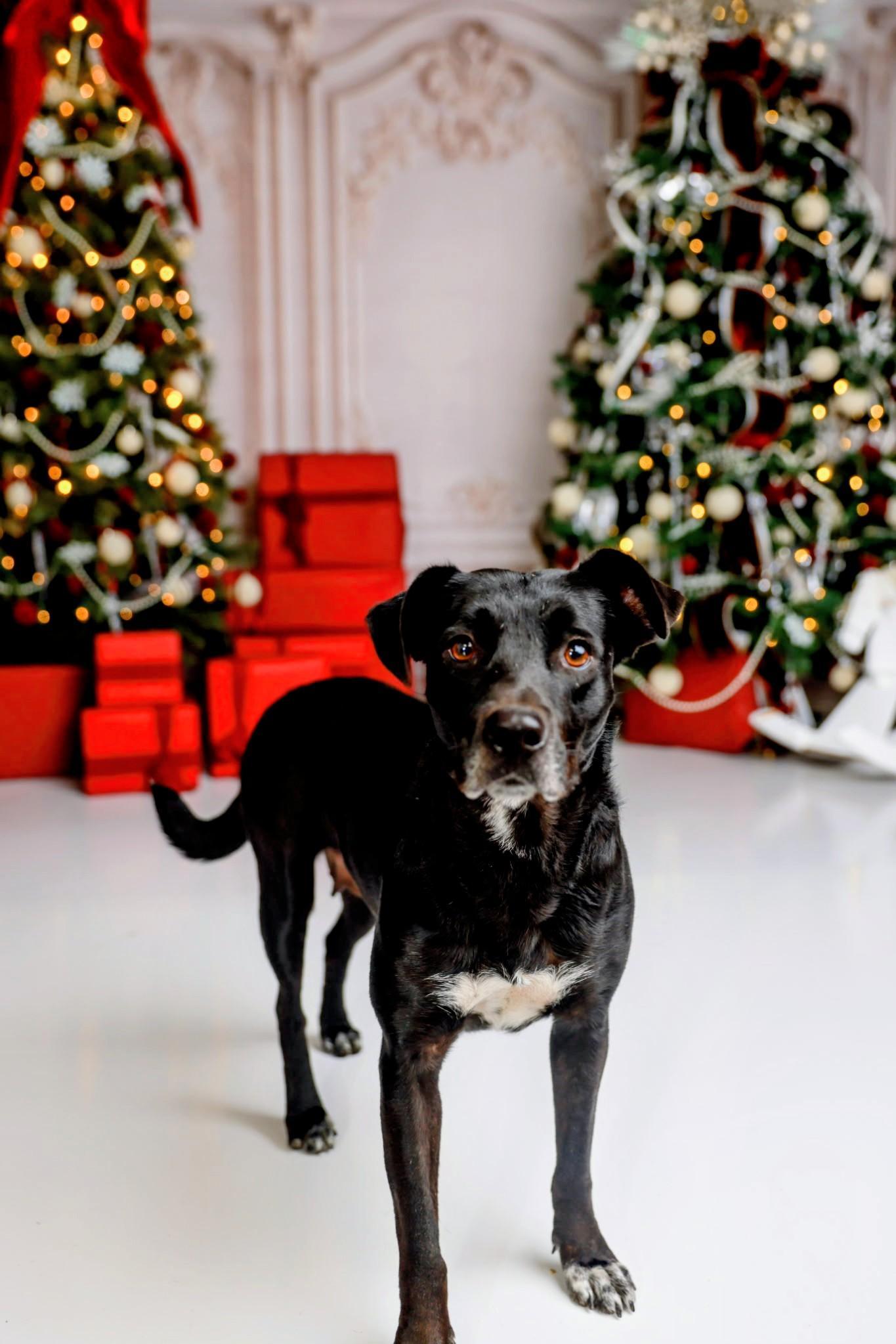 Juliet , Adoptable, Young Female Black Labrador Retriever.