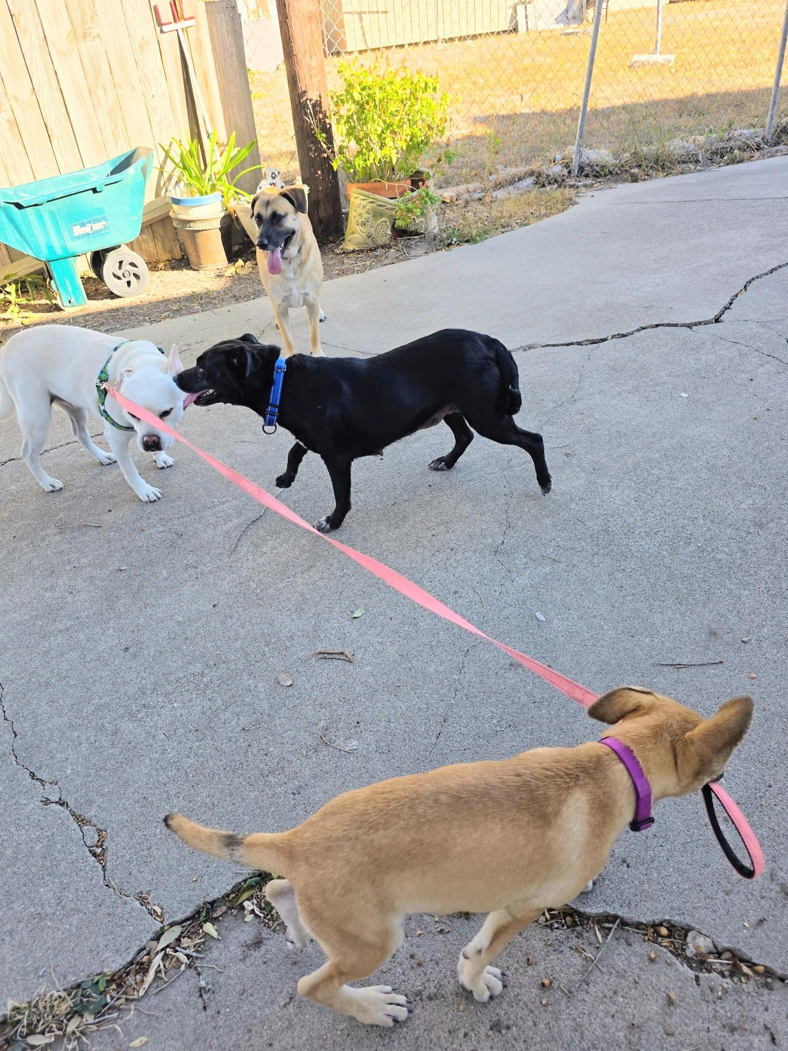 Juliet - Foster Needed in the Northeast, a Adoptable mixed breed in Willington, CT image 6/6