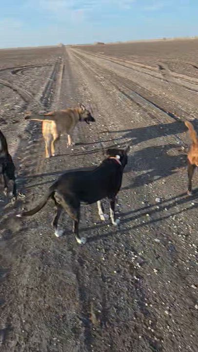 Enlarge Juliet - Foster Needed in Northeast!, a Adoptable mixed breed in Willington, CT video 6/6