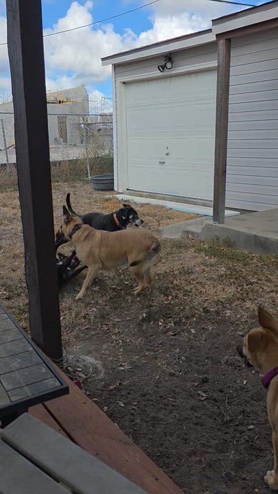 Enlarge Juliet - Foster Needed in the Northeast, a Adoptable mixed breed in Willington, CT video 5/6