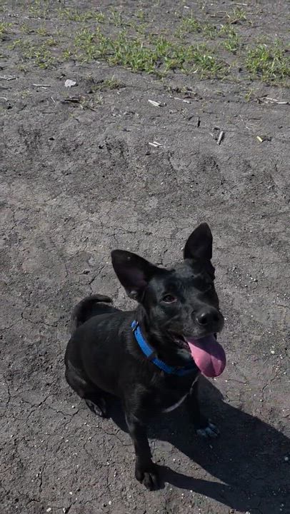 Enlarge Juliet - Foster Needed in Northeast!, a Adoptable mixed breed in Willington, CT video 5/6