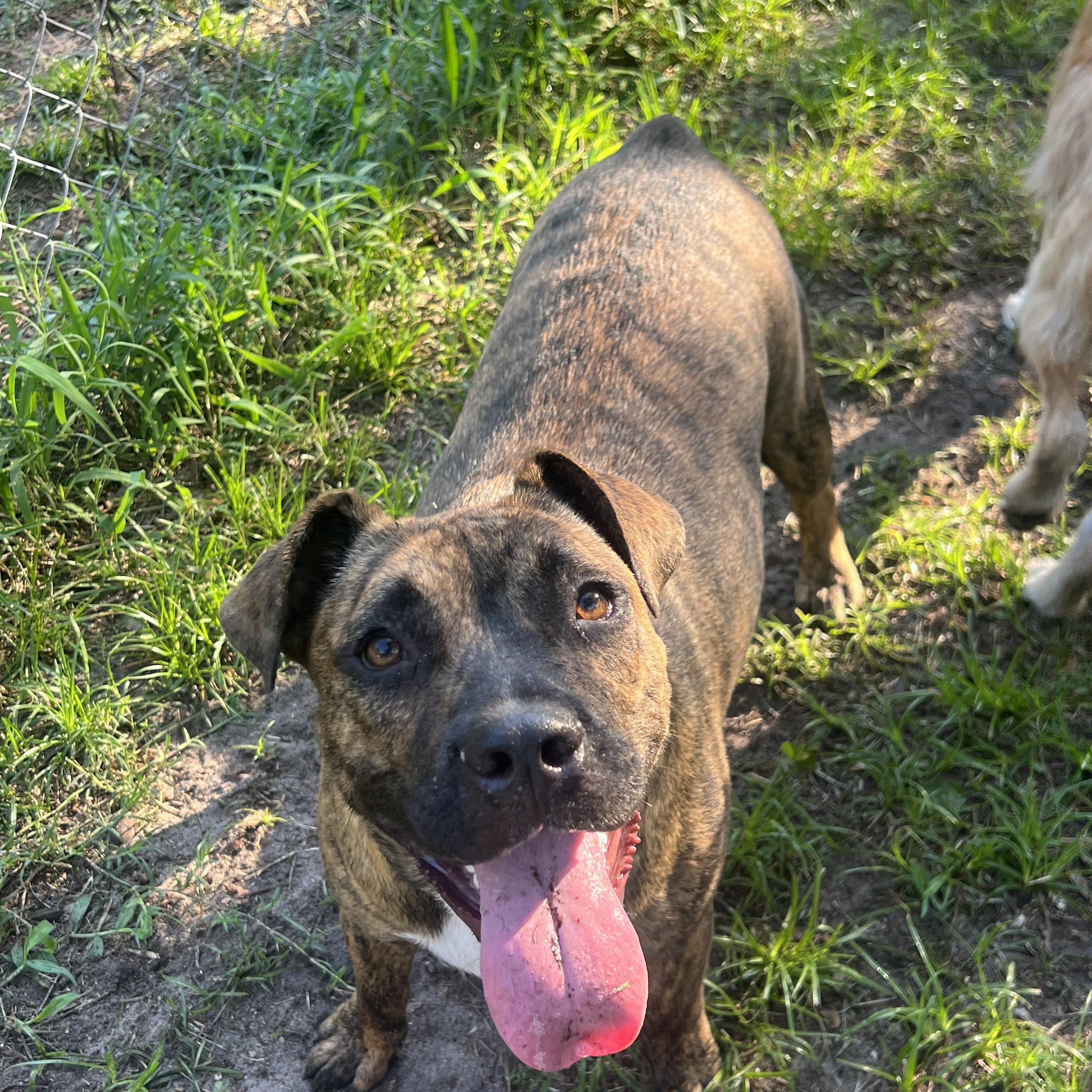 Shenzi, a ADOPTABLE Mixed Breed in Mt Pleasant, SC image 5/6
