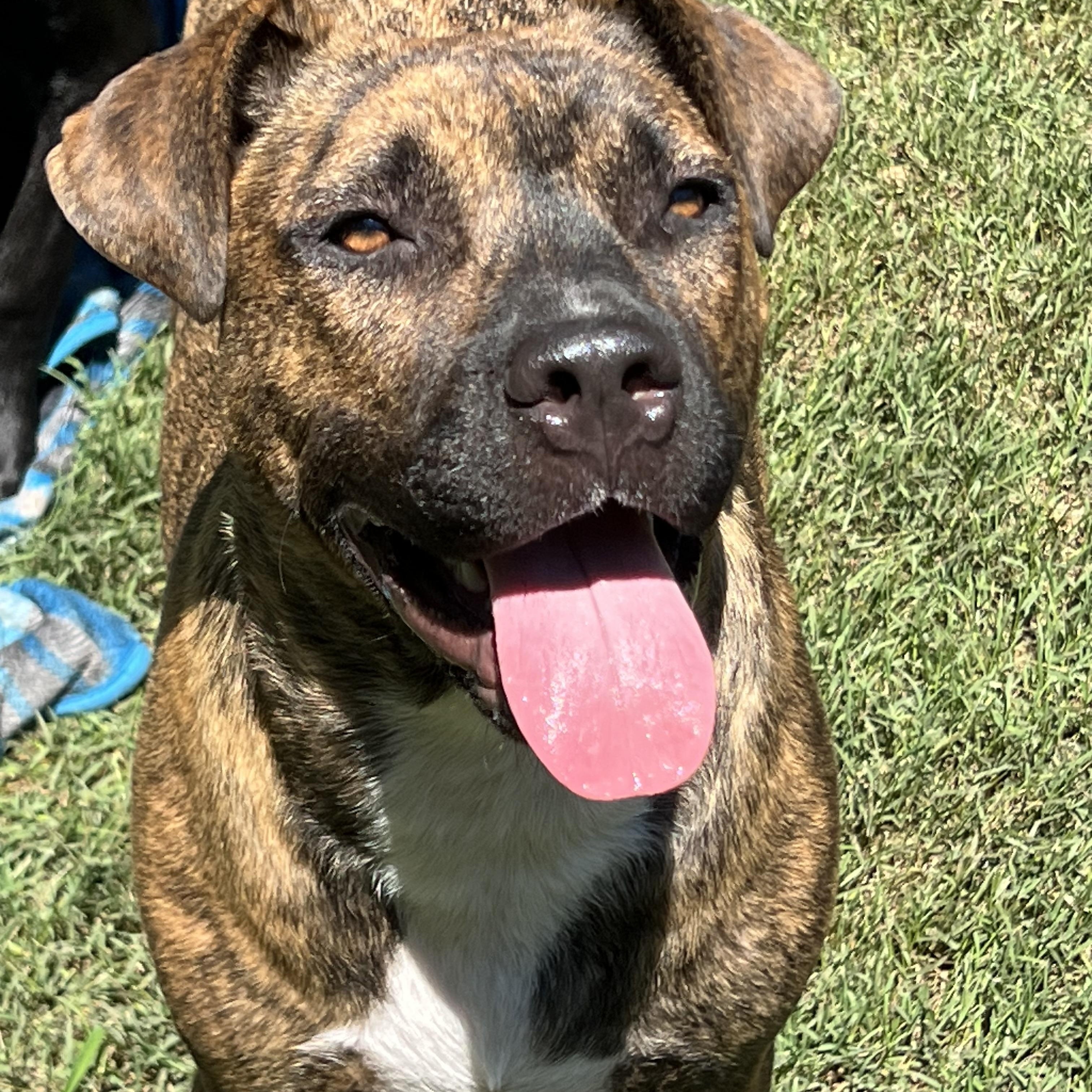 Shenzi, a ADOPTABLE Mixed Breed in Mt Pleasant, SC image 5/6