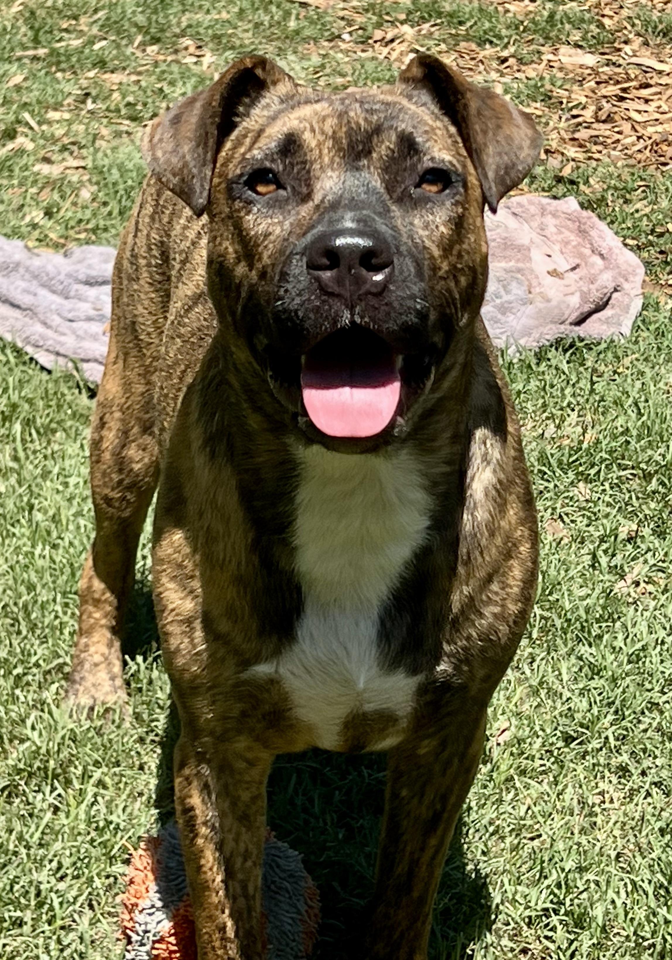 Shenzi, a ADOPTABLE Mixed Breed in Mt Pleasant, SC image 2/6