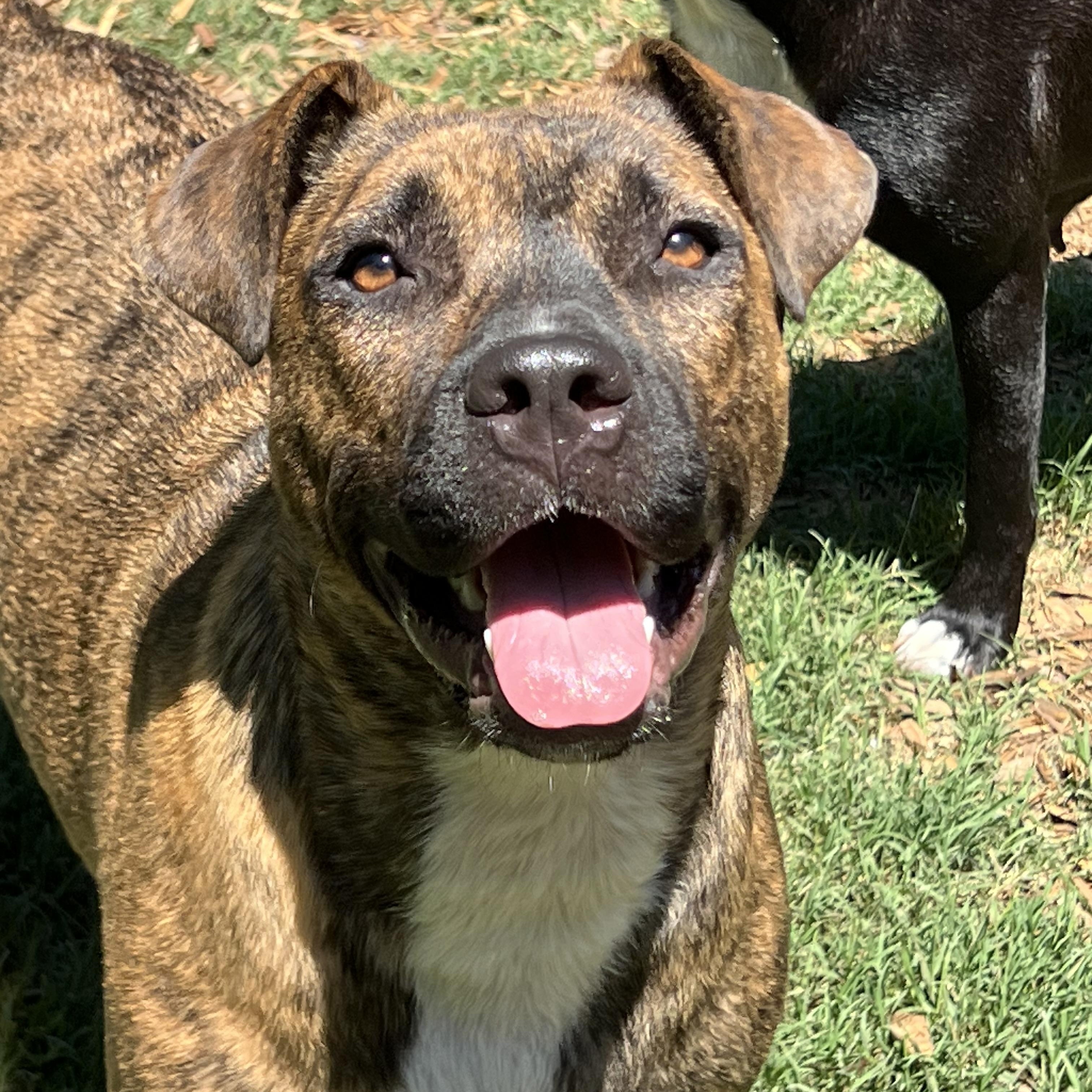 Shenzi, ADOPTABLE, Young Female Mixed Breed.