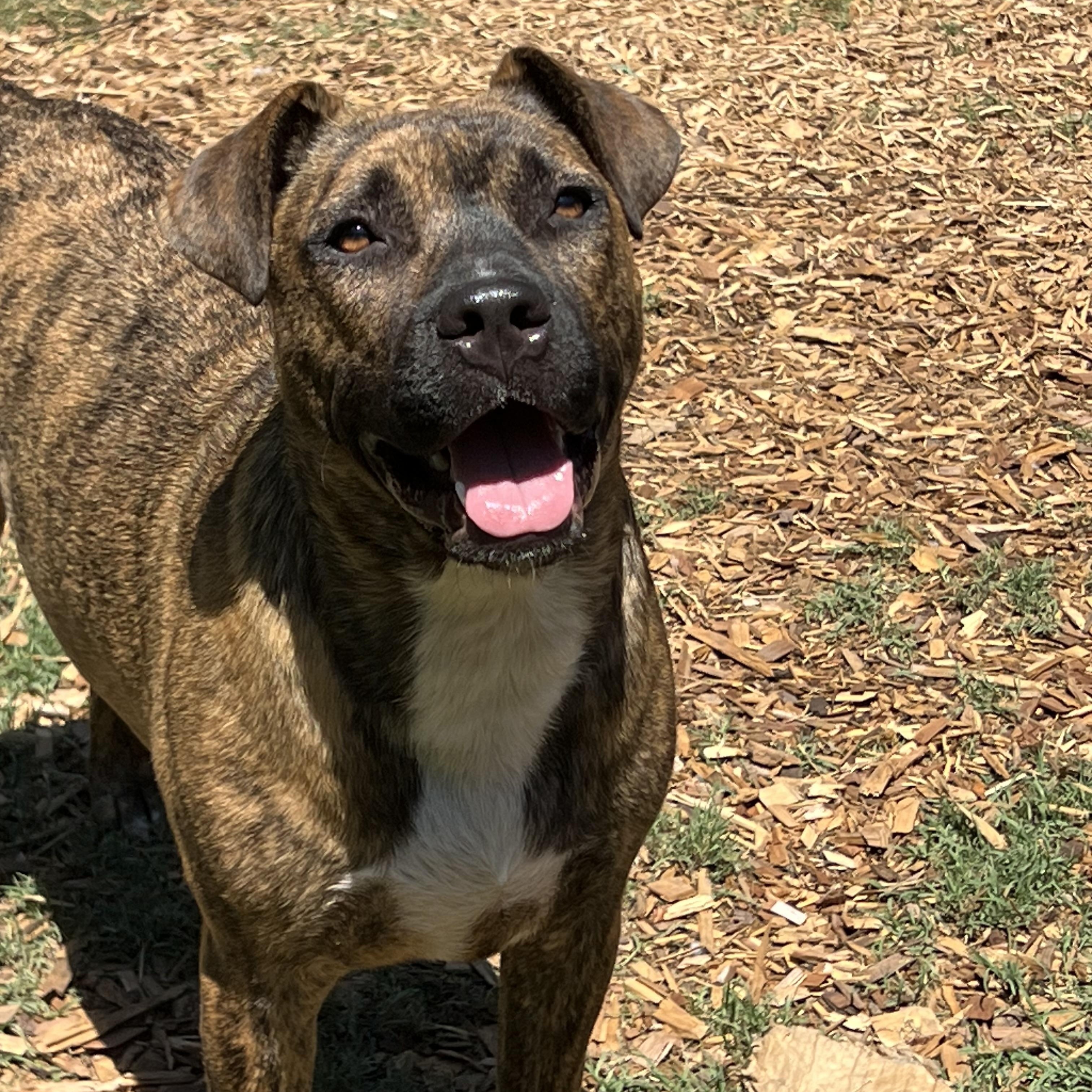 Shenzi, a ADOPTABLE Mixed Breed in Mt Pleasant, SC image 3/6