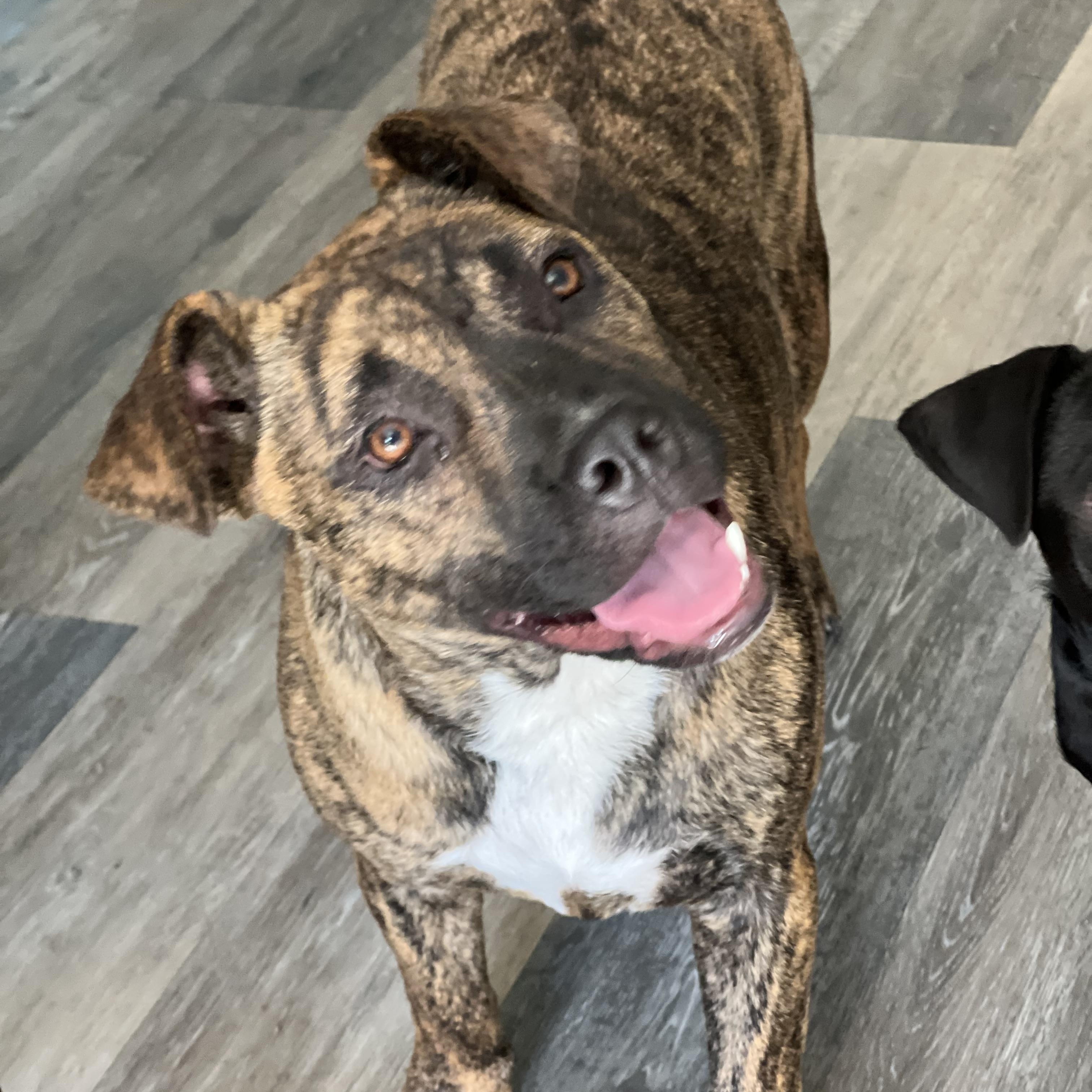 Enlarge Shenzi, a ADOPTABLE Mixed Breed in Mt Pleasant, SC image 1/6