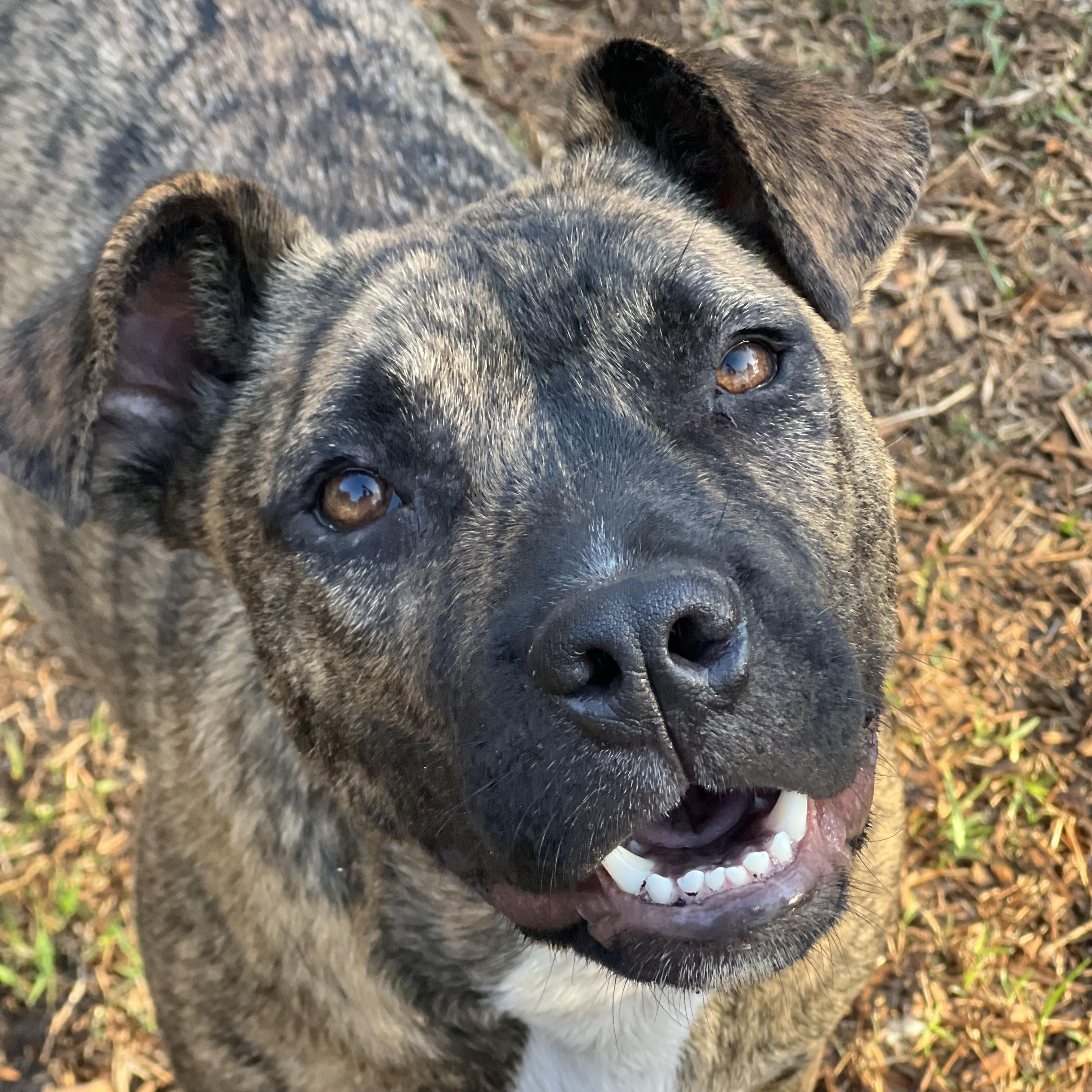 Enlarge Shenzi, a ADOPTABLE Mixed Breed in Mt Pleasant, SC image 2/6