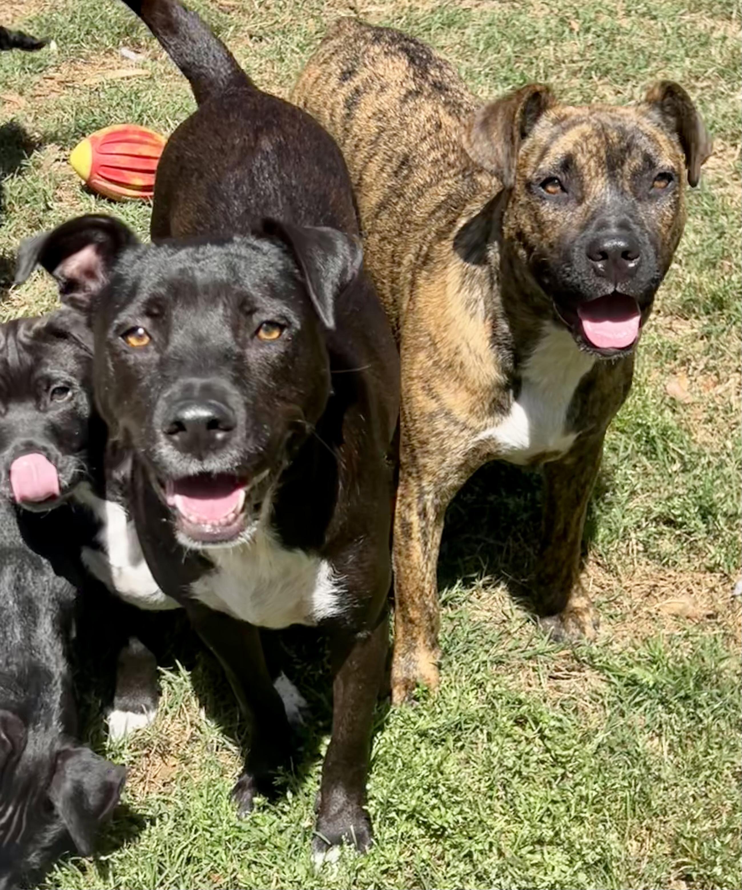 Enlarge Shenzi, a ADOPTABLE Mixed Breed in Mt Pleasant, SC image 6/6