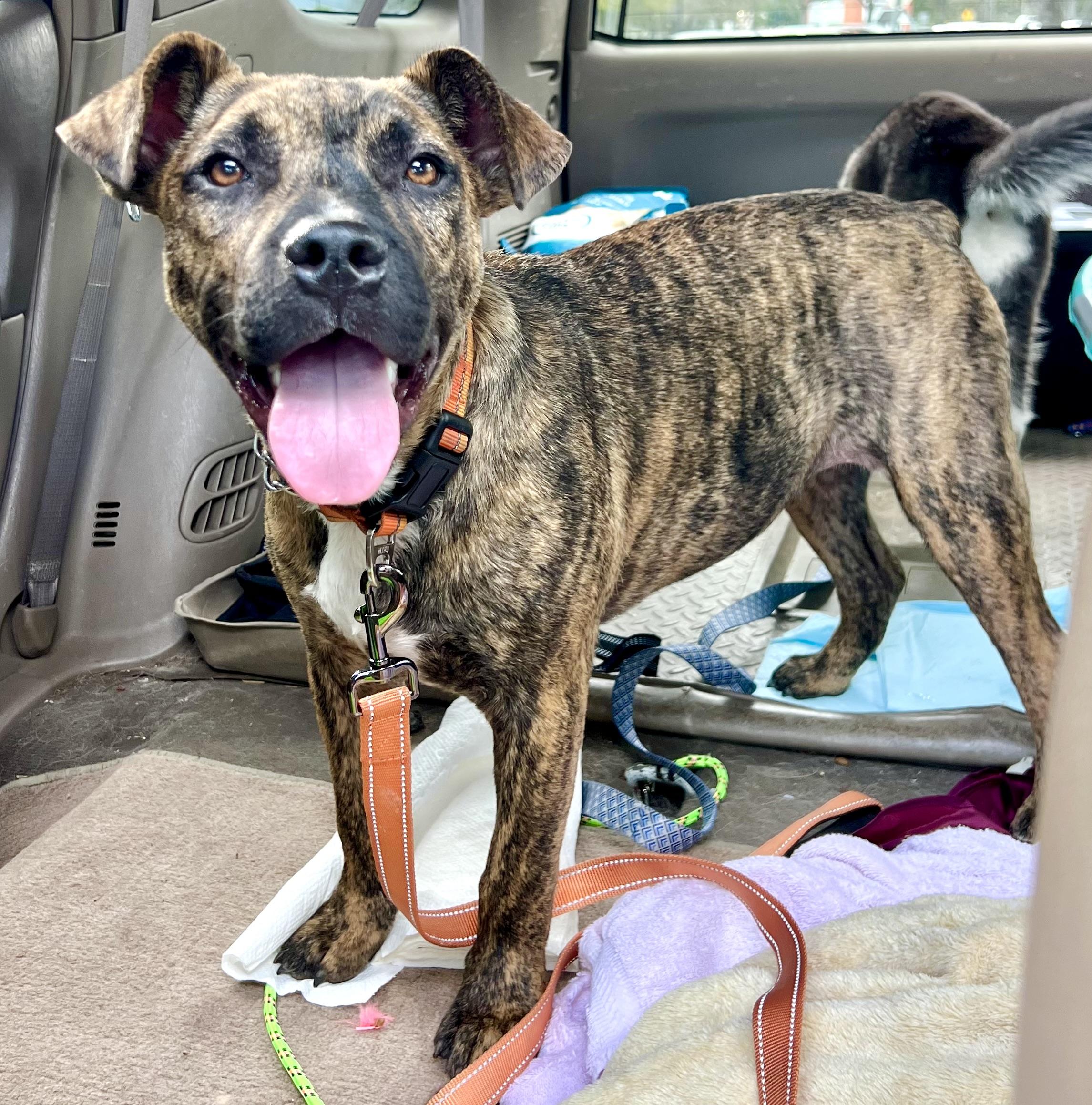 Shenzi, ADOPTABLE, Young Female Mixed Breed.