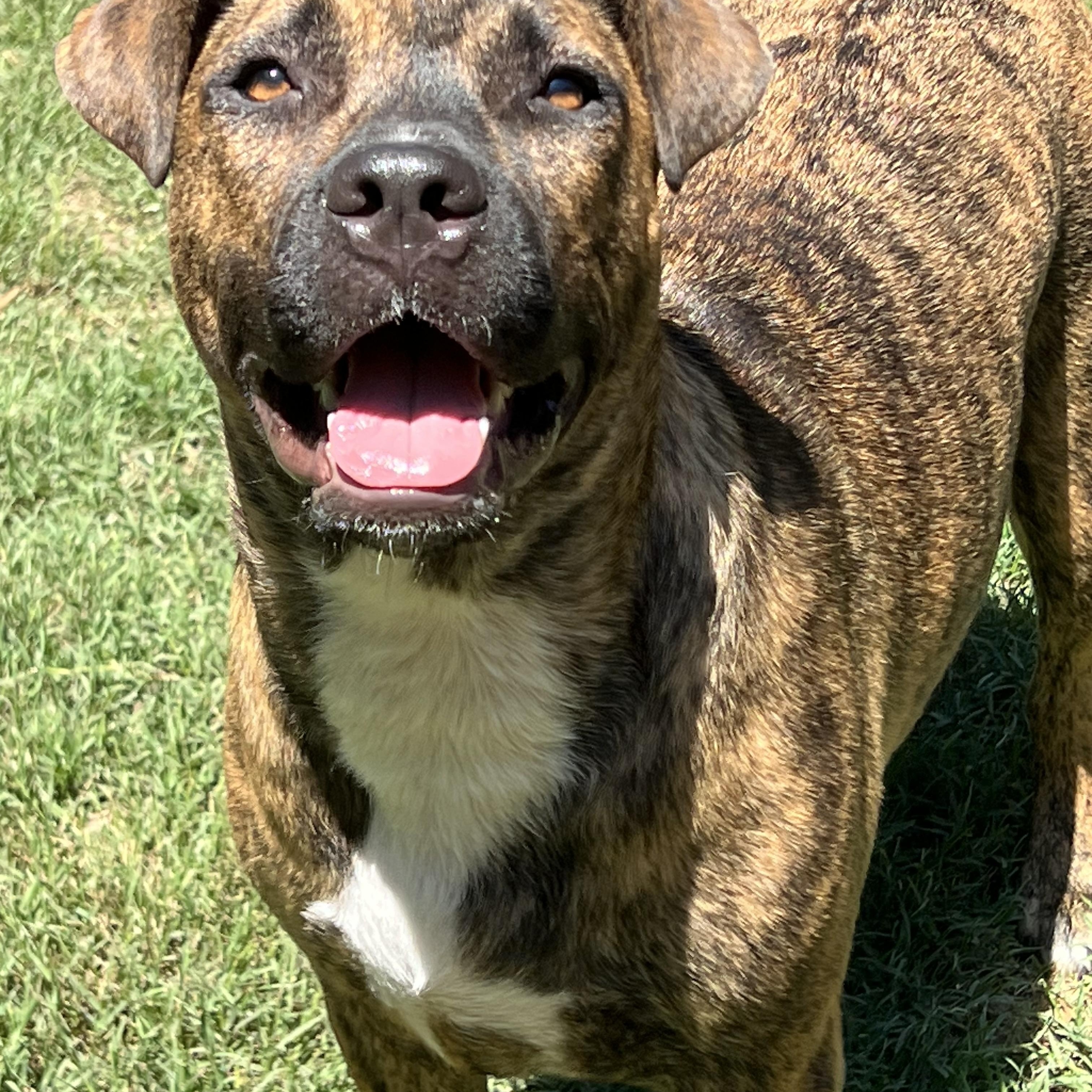 Shenzi, a ADOPTABLE Mixed Breed in Mt Pleasant, SC image 4/6