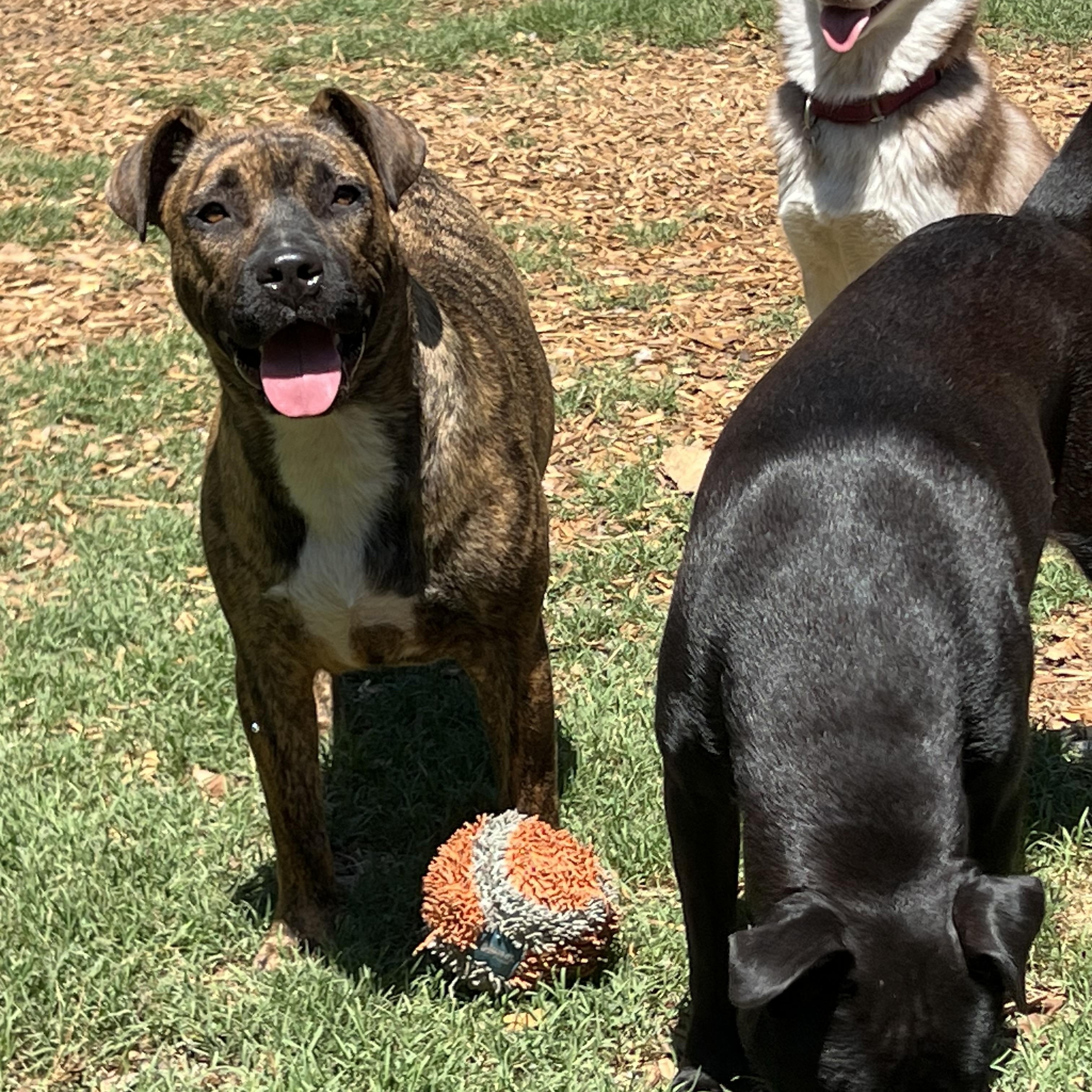 Shenzi, a ADOPTABLE Mixed Breed in Mt Pleasant, SC image 6/6