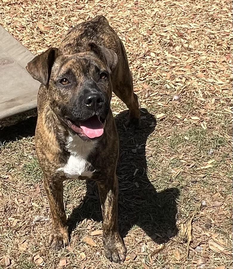 Enlarge Shenzi, a ADOPTABLE Mixed Breed in Mt Pleasant, SC image 4/6