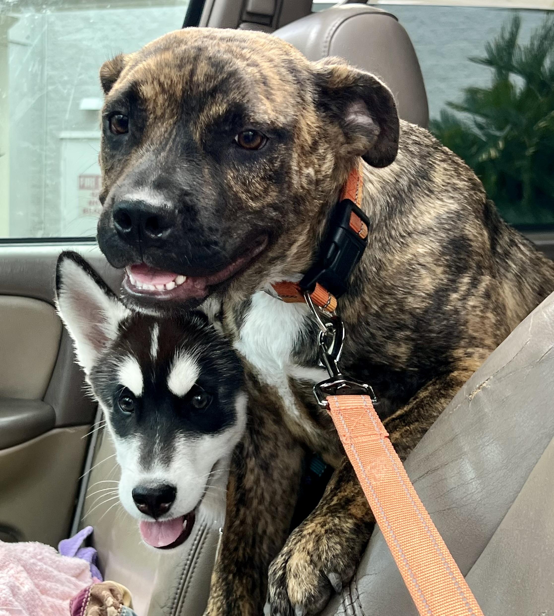 Enlarge Shenzi, a ADOPTABLE Mixed Breed in Mt Pleasant, SC image 6/6