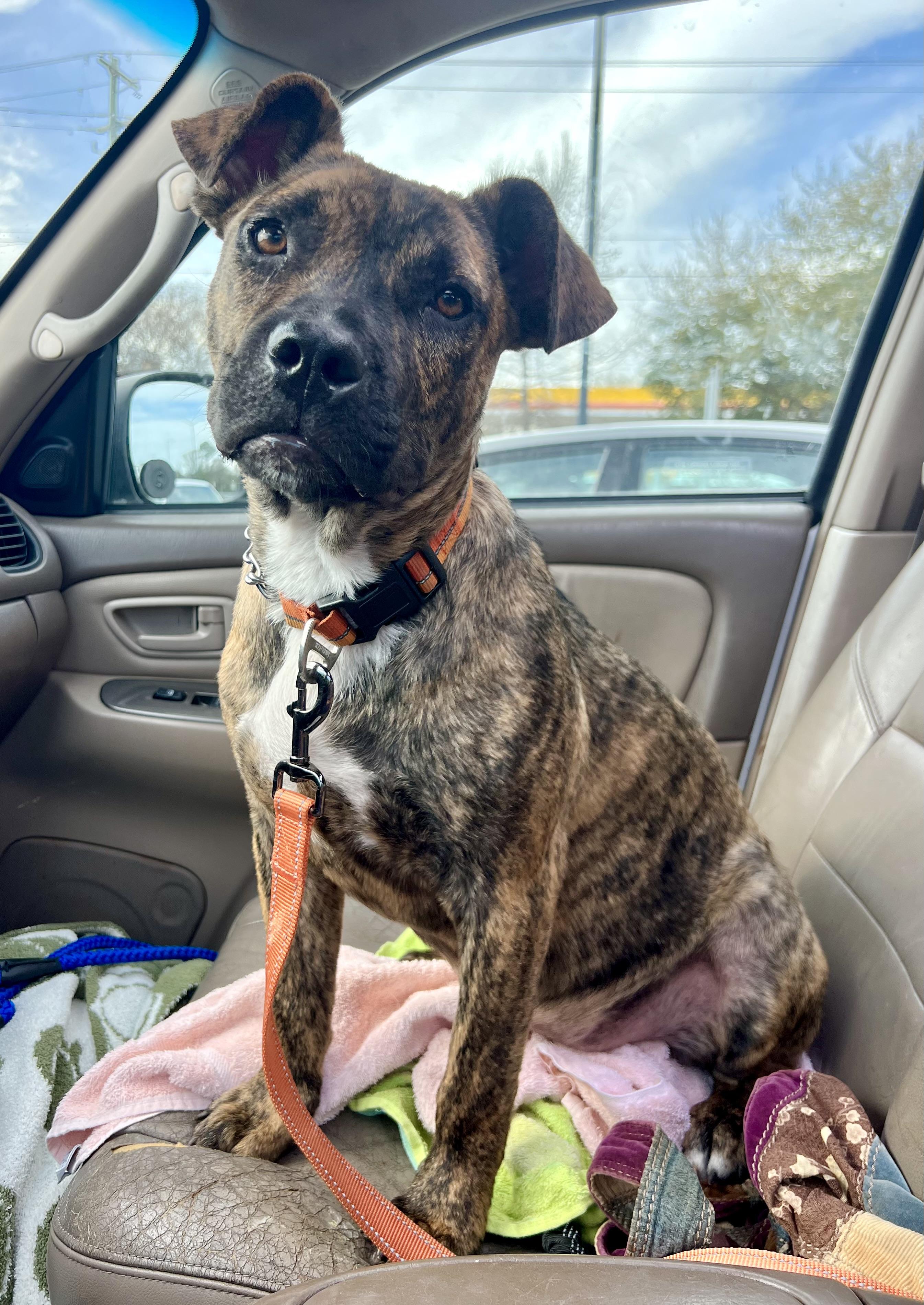 Enlarge Shenzi, a ADOPTABLE Mixed Breed in Mt Pleasant, SC image 3/6