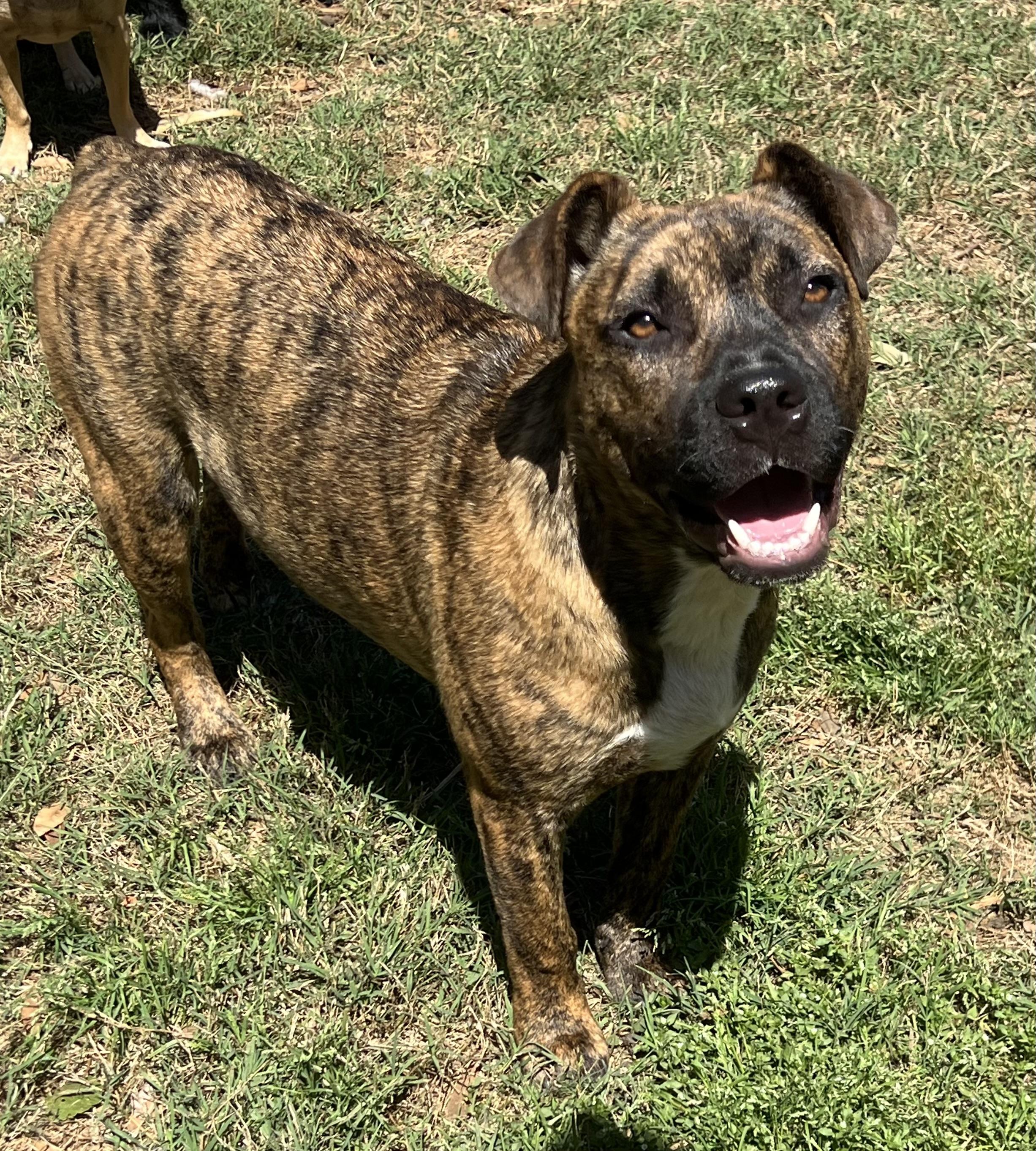 Enlarge Shenzi, a ADOPTABLE Mixed Breed in Mt Pleasant, SC image 5/6