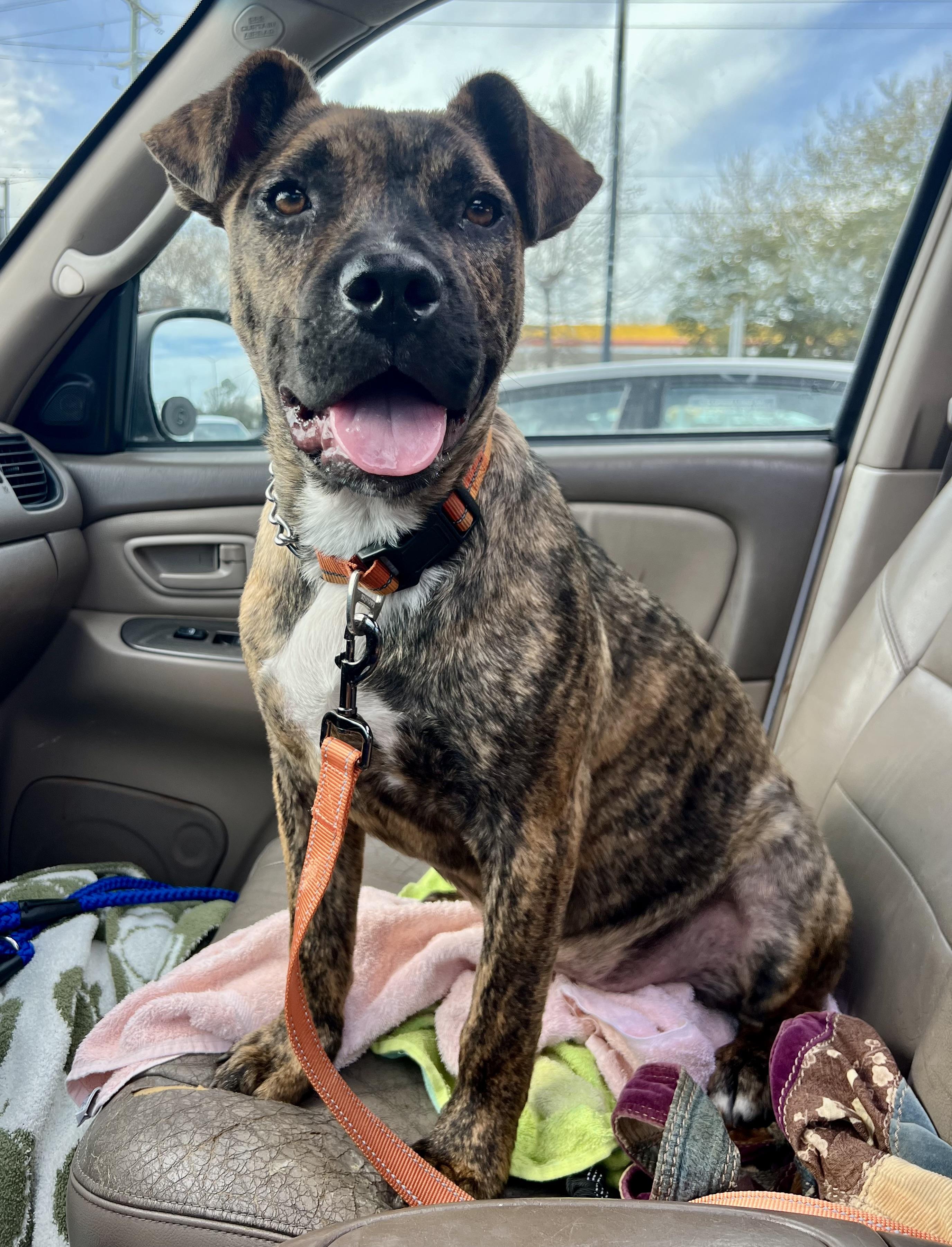 Enlarge Shenzi, a ADOPTABLE Mixed Breed in Mt Pleasant, SC image 5/6