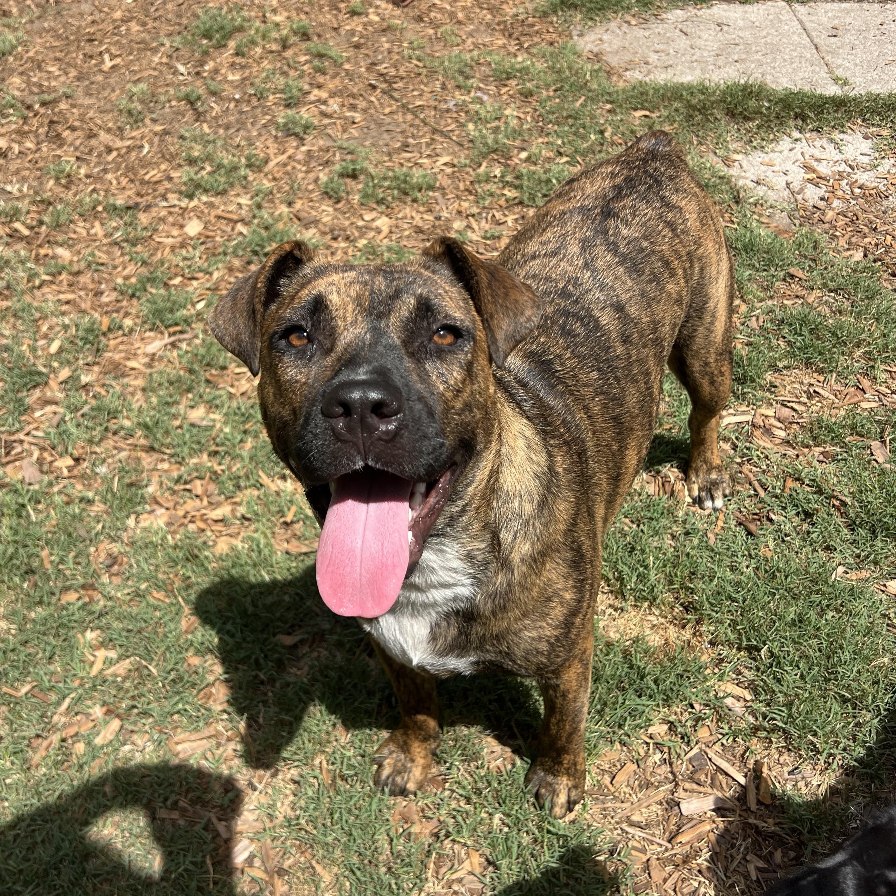 Shenzi, a ADOPTABLE Mixed Breed in Mt Pleasant, SC image 6/6
