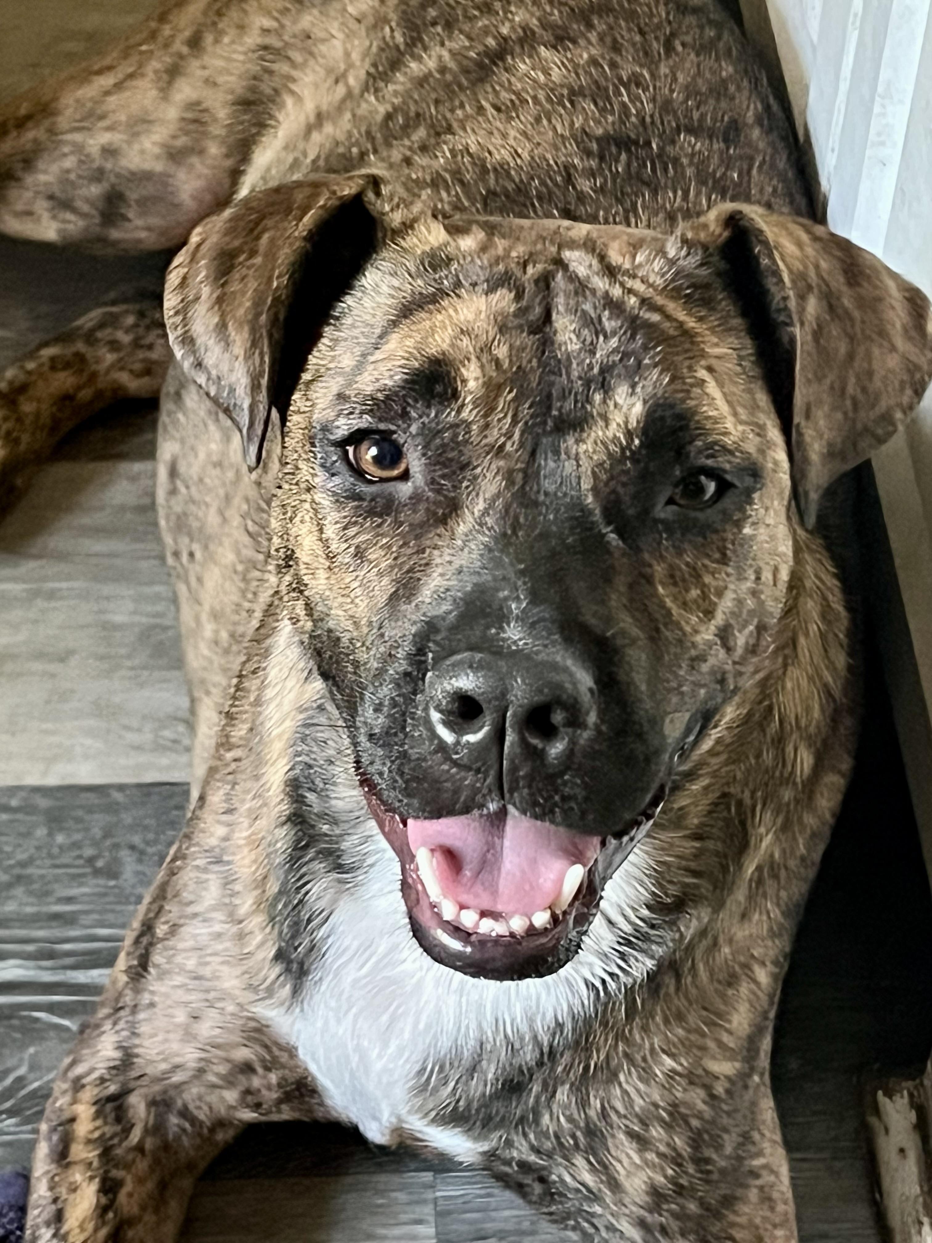 Shenzi, ADOPTABLE, Young Female Mixed Breed.