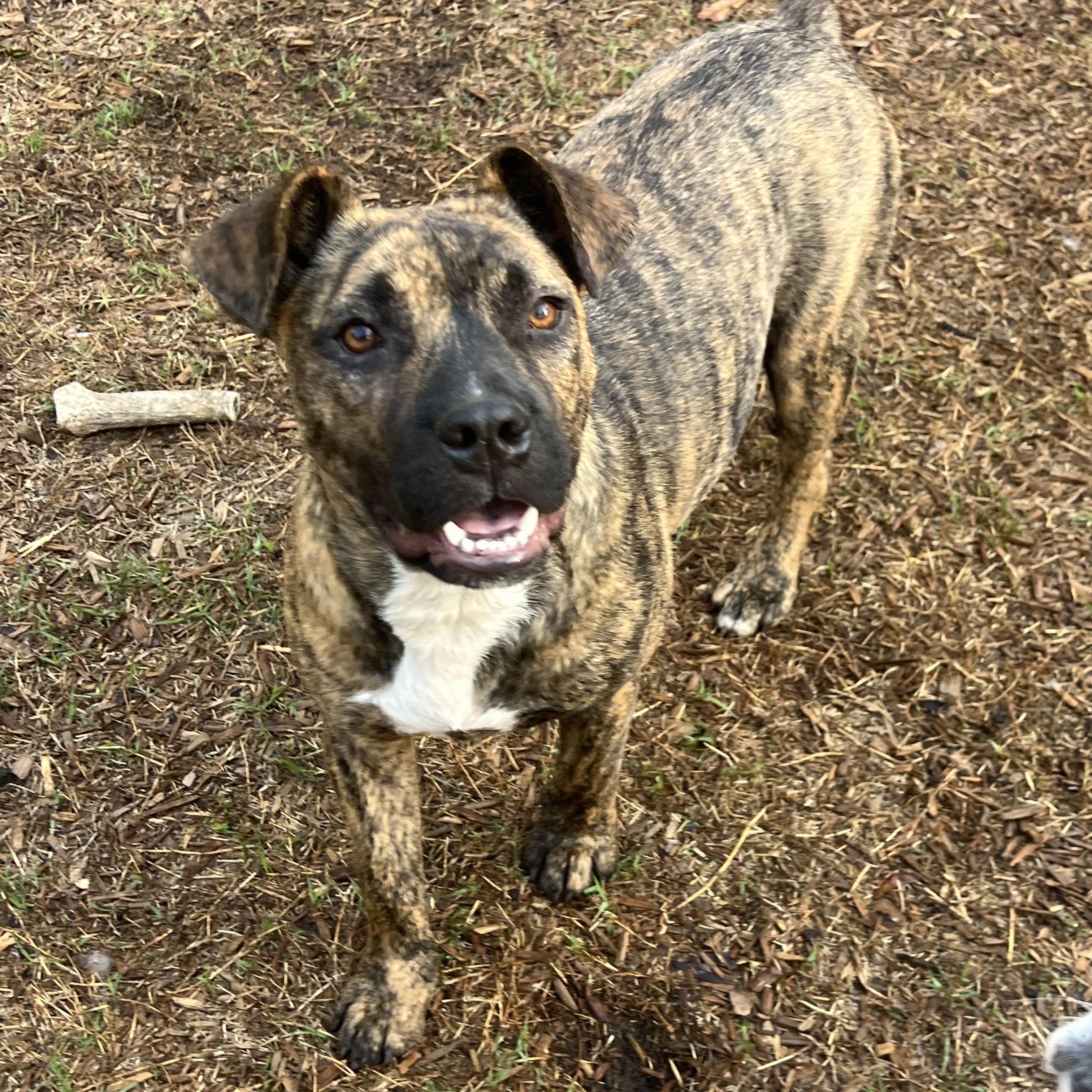 Enlarge Shenzi, a ADOPTABLE Mixed Breed in Mt Pleasant, SC image 4/6