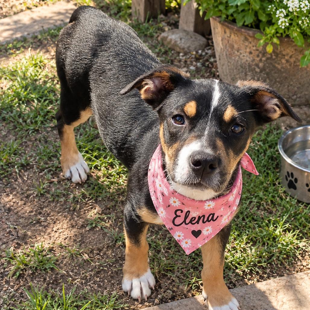 Olive, Adoptable, Young Female Australian Cattle Dog / Blue Heeler & Dachshund.