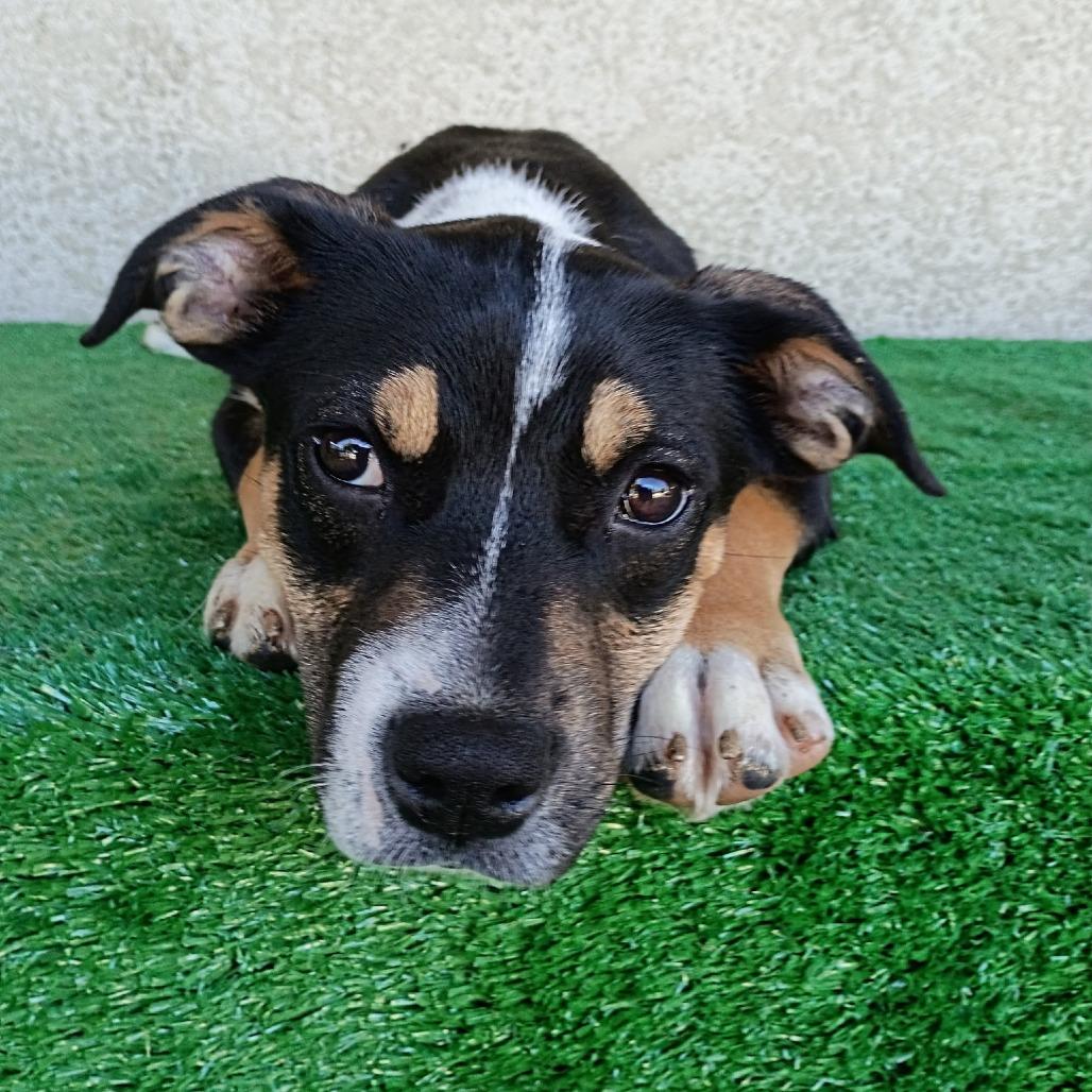 Enlarge Olive, a Adoptable mixed breed in Sacramento, CA image 3/3