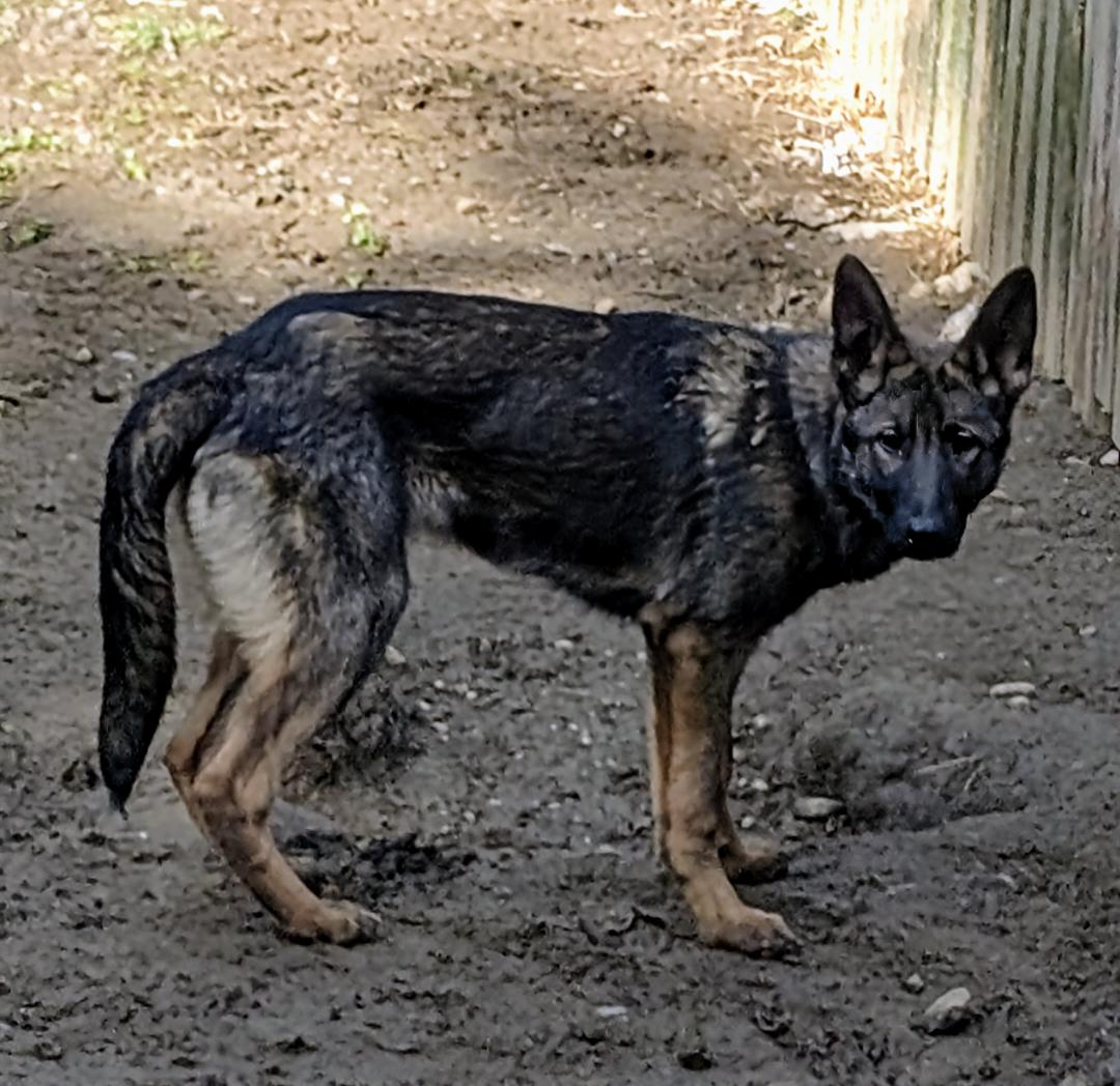 Charm, Adopted, Puppy Female German Shepherd Dog & Belgian Shepherd / Malinois.