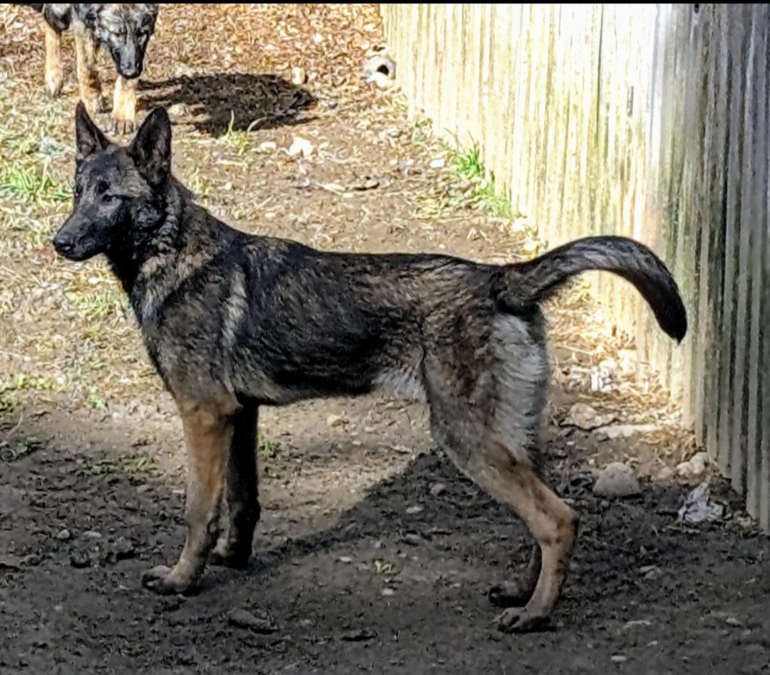 Enlarge Charm, a Adopted mixed breed in Sedro Woolley, WA image 2/2