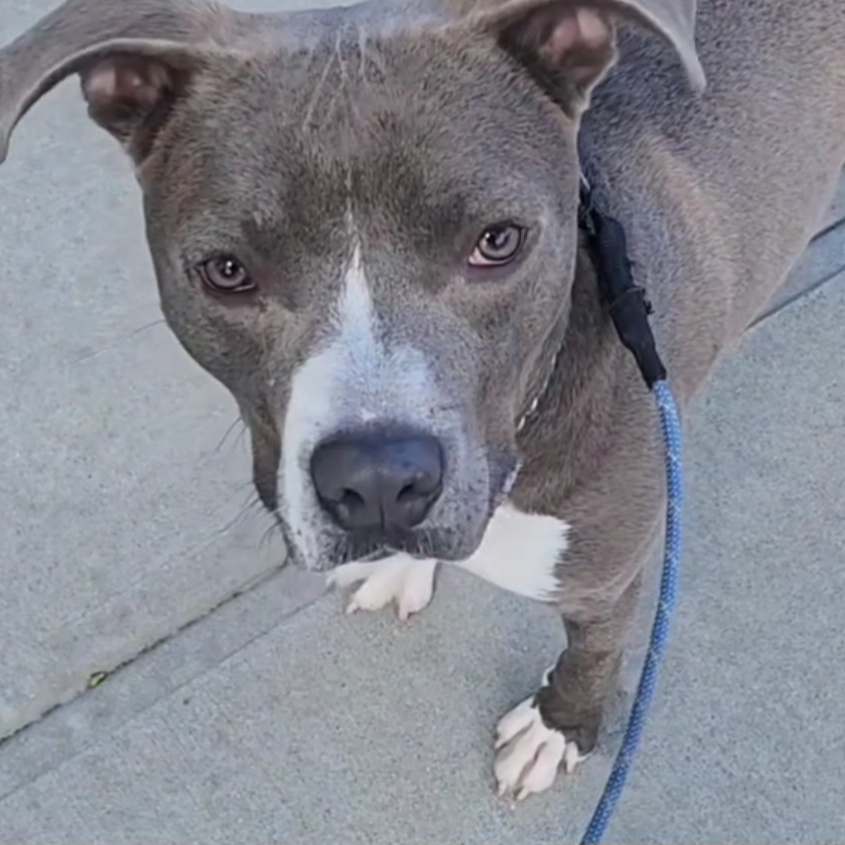 Arrow, Adopted, Young Male Pit Bull Terrier & American Staffordshire Terrier.