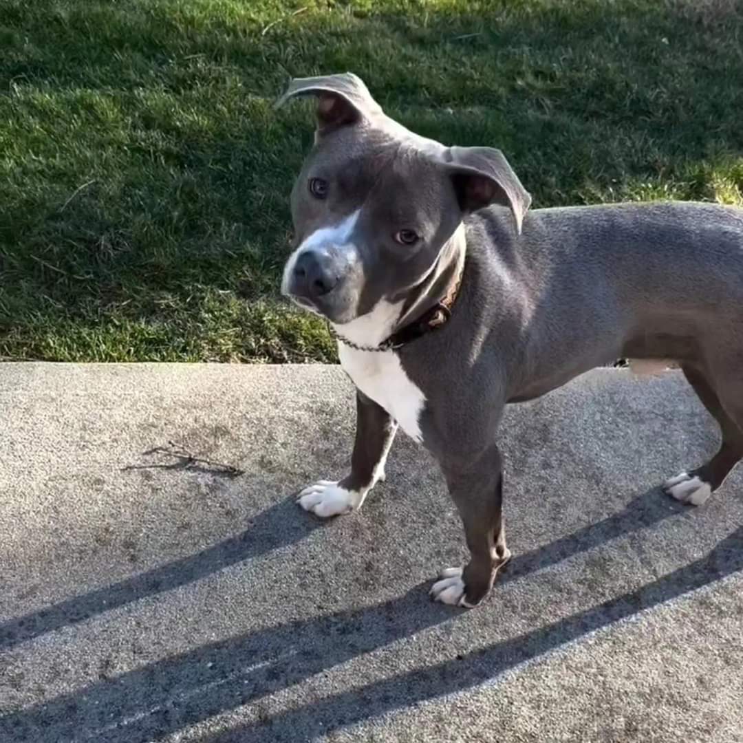 Enlarge Arrow, a Adopted mixed breed in Whitestone, NY image 2/5