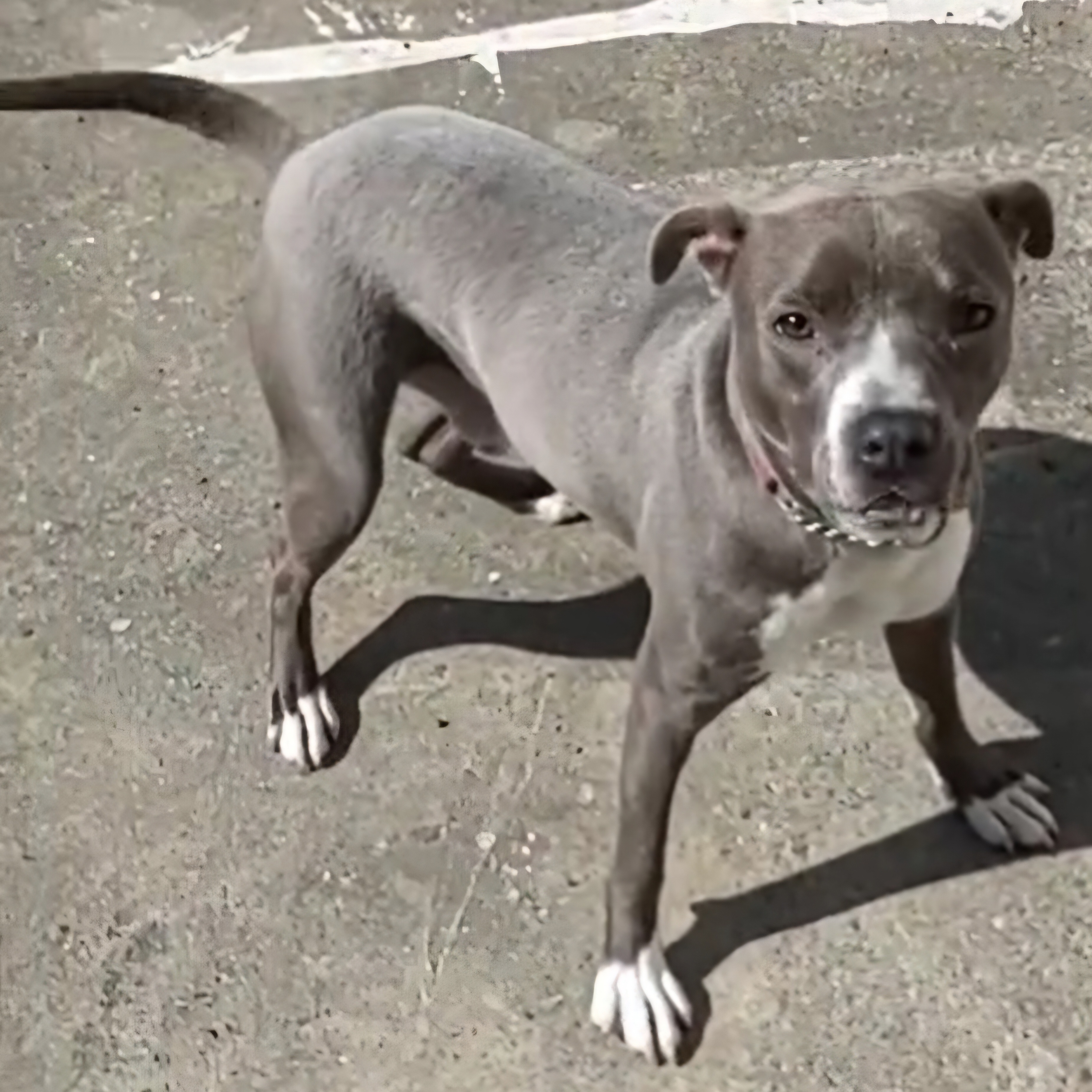 Enlarge Arrow, a Adopted mixed breed in Whitestone, NY image 3/5