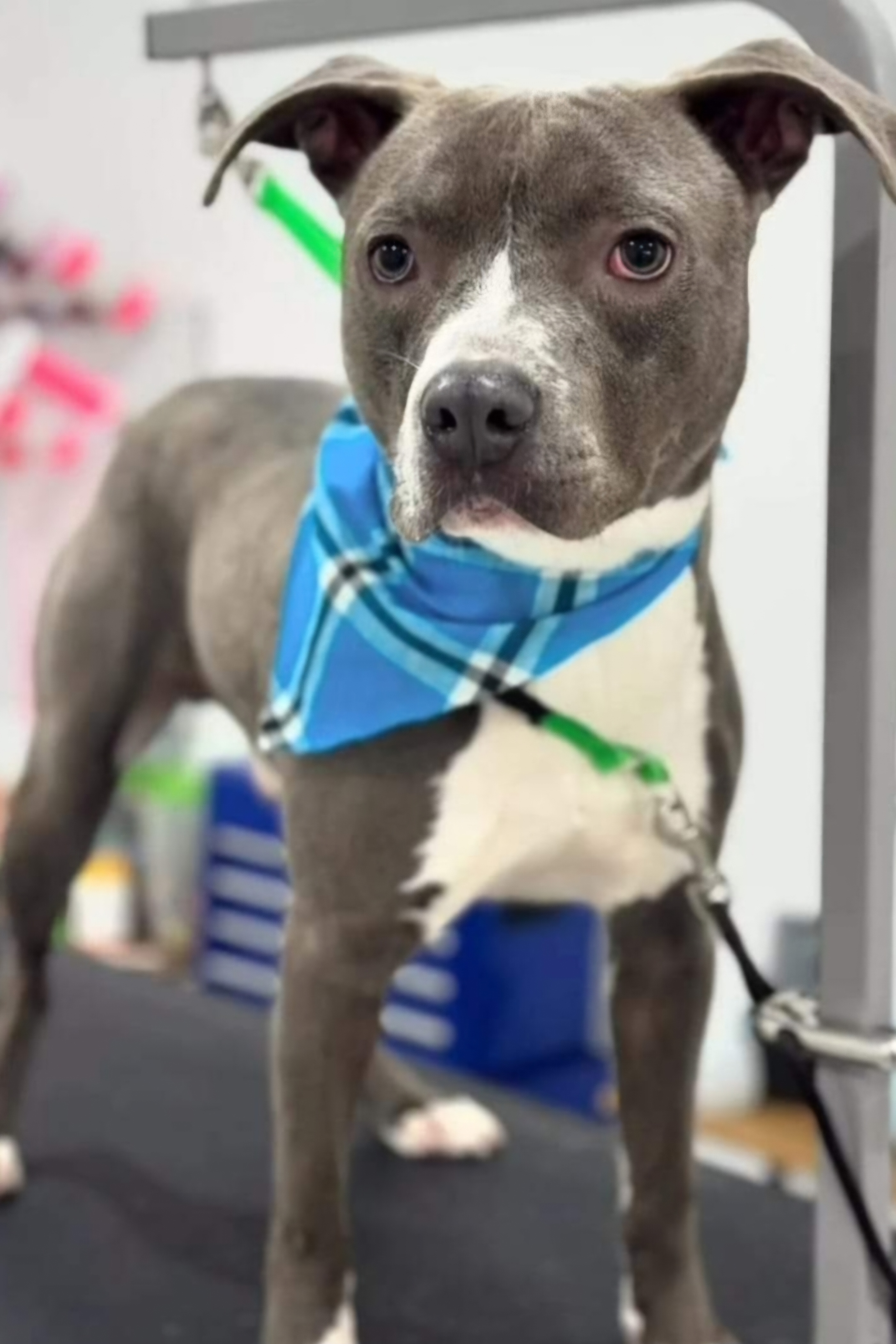 Enlarge Arrow, a Adopted mixed breed in Whitestone, NY image 4/5