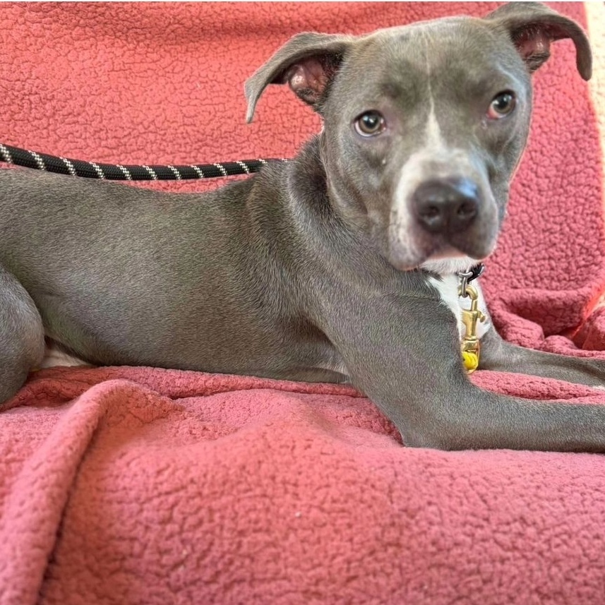 Enlarge Arrow, a Adopted mixed breed in Whitestone, NY image 5/5