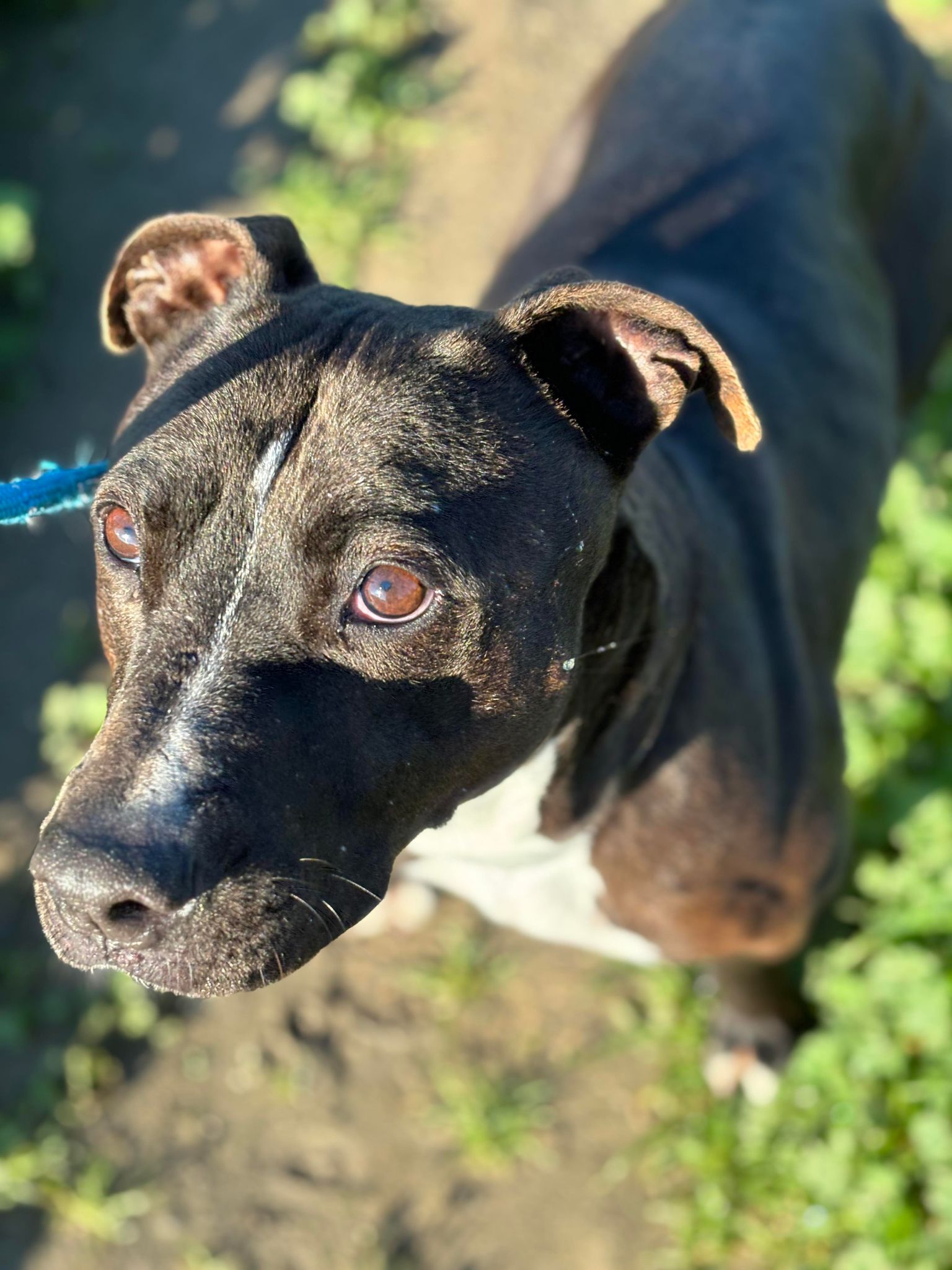 Rock Hutson, a Adoptable Pit Bull Terrier in Visalia, CA image 5/7