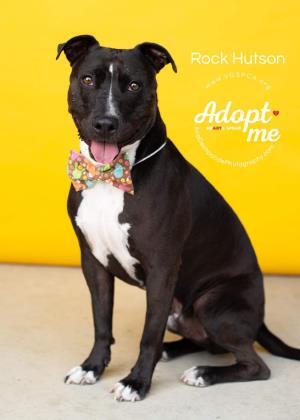 Rock Hutson, a Adoptable Pit Bull Terrier in Visalia, CA image 6/7