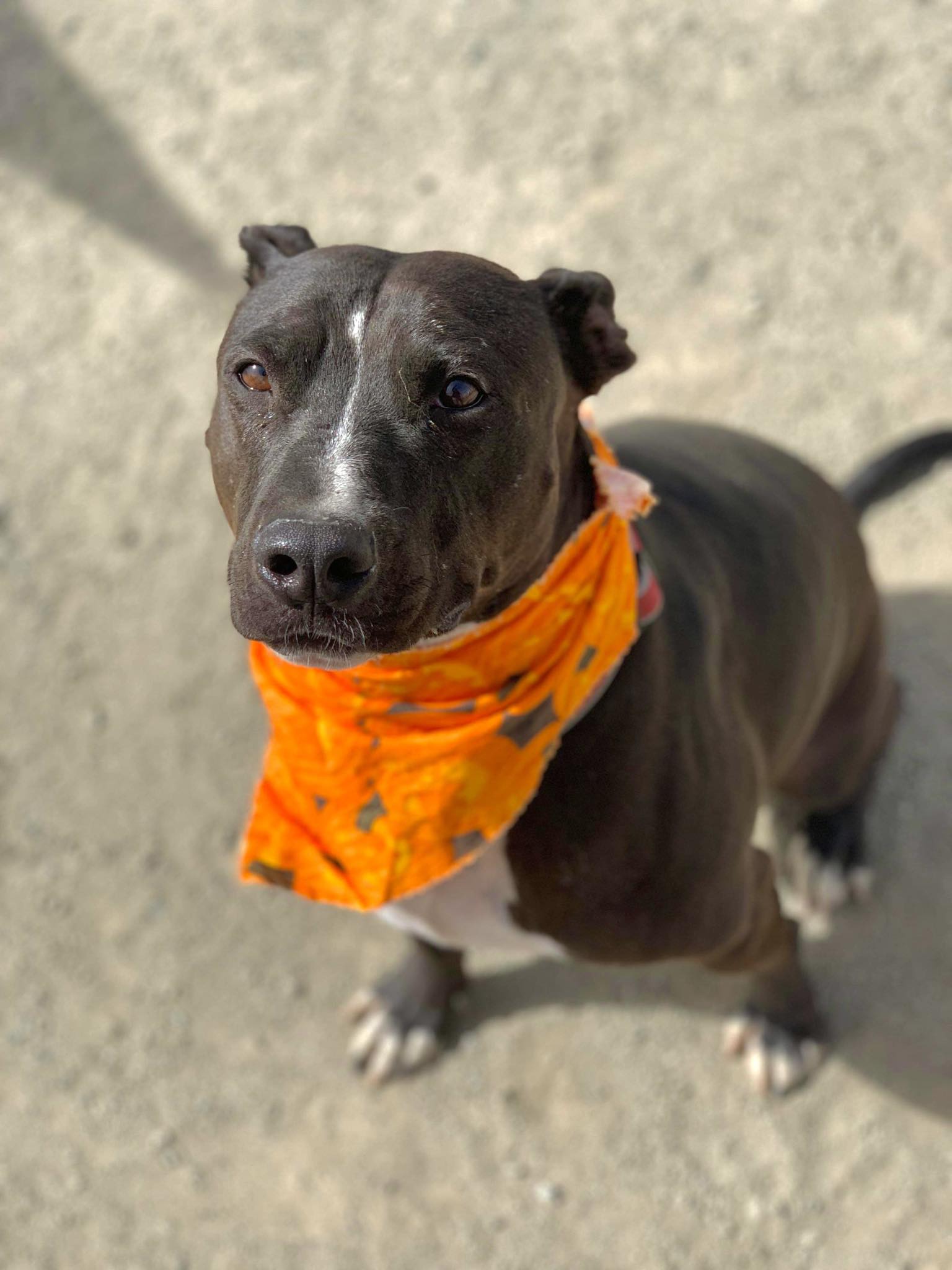 Rock Hutson, Adoptable, Senior Male Pit Bull Terrier.