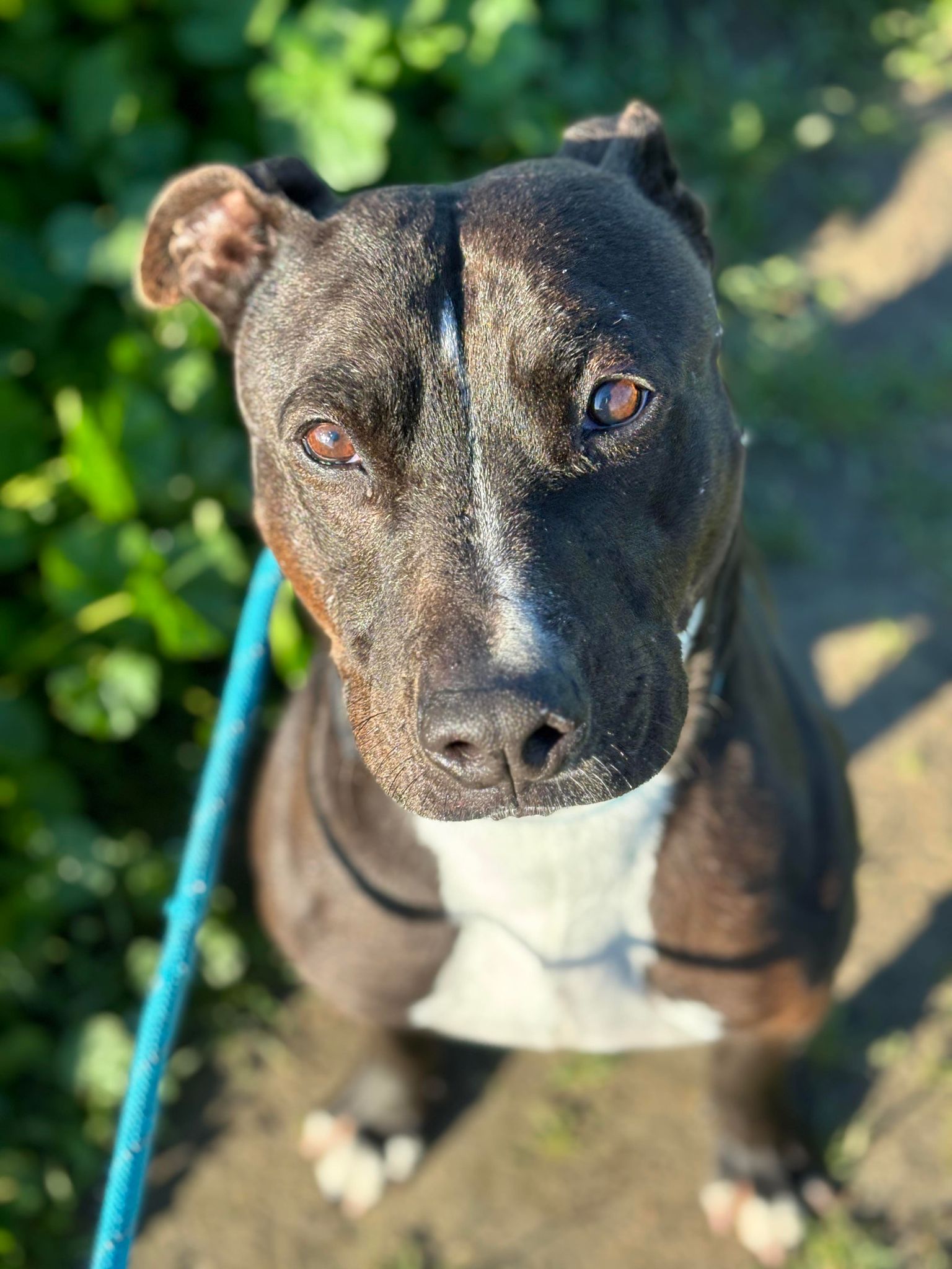 Rock Hutson, a Adoptable Pit Bull Terrier in Visalia, CA image 4/7
