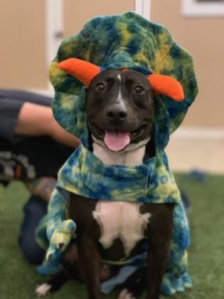 Enlarge Rock Hutson, a Adoptable Pit Bull Terrier in Visalia, CA image 7/7