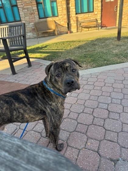 Creed, Adoptable, Young Male Pit Bull Terrier & Mixed Breed.