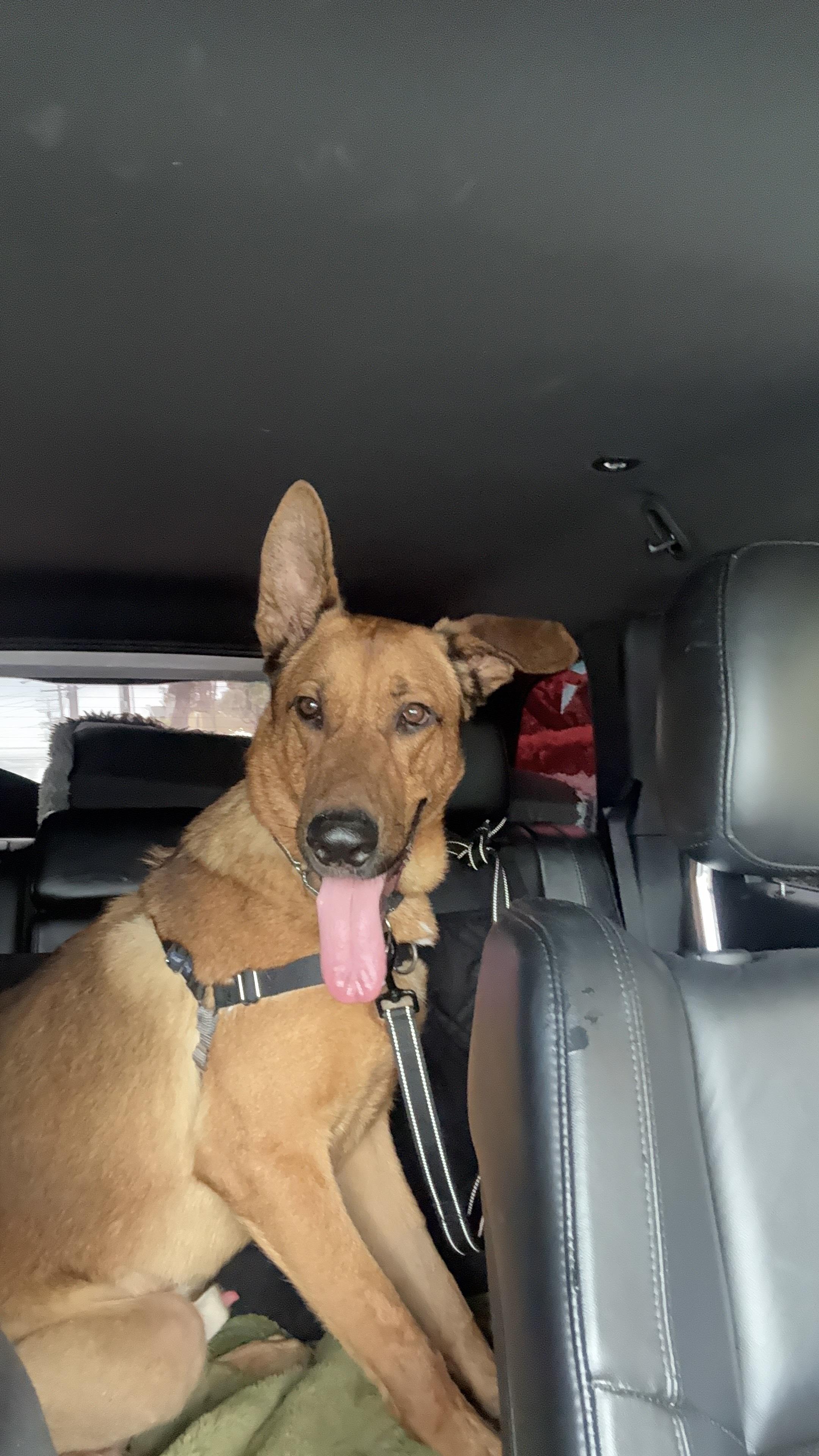 Ranger, a ADOPTABLE mixed breed in West Hollywood, CA image 3/5