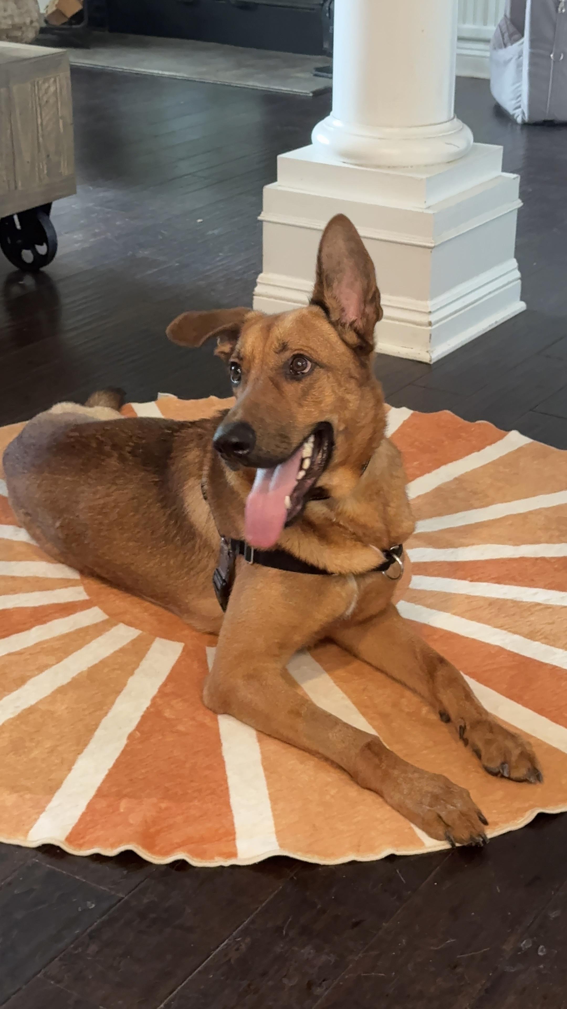 Ranger, a ADOPTABLE mixed breed in West Hollywood, CA image 4/5
