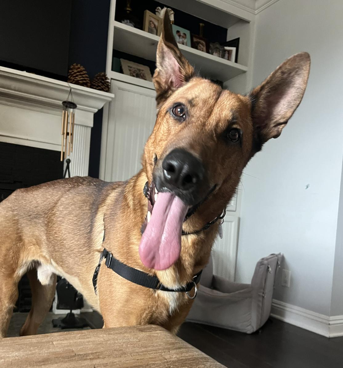 Ranger, a ADOPTABLE mixed breed in West Hollywood, CA image 1/5