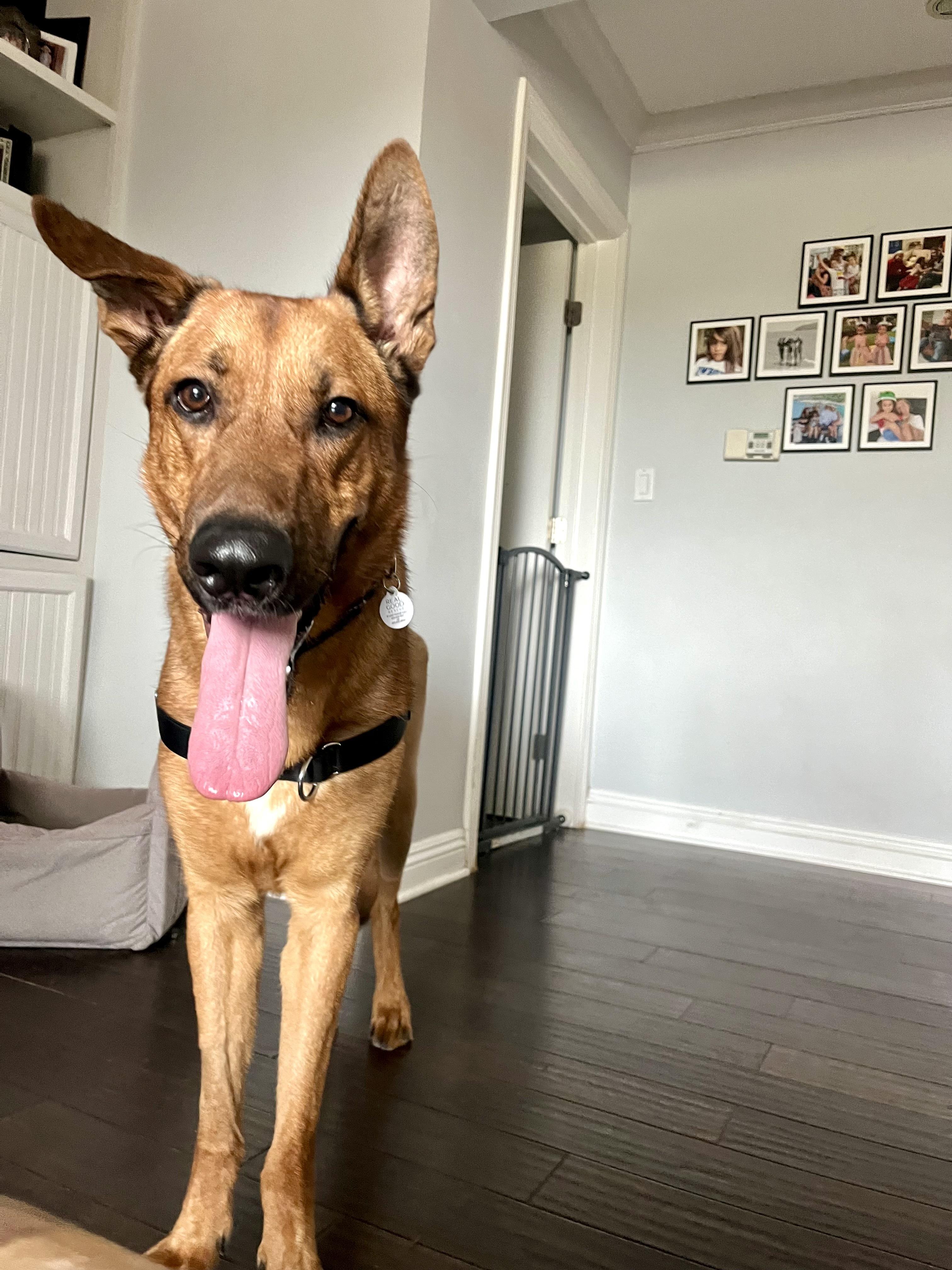 Ranger, a ADOPTABLE mixed breed in West Hollywood, CA image 5/5