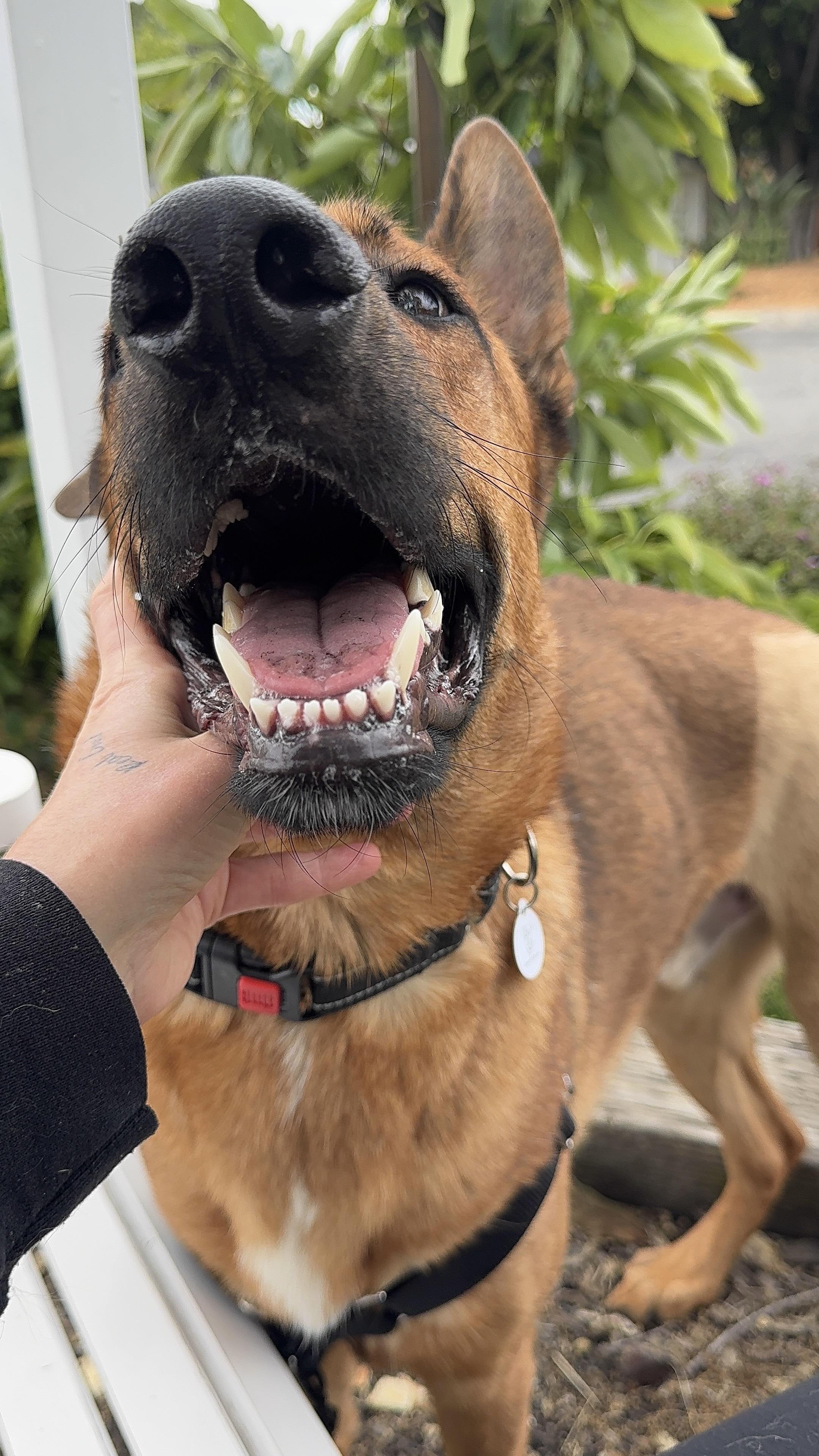 Ranger, a ADOPTABLE mixed breed in West Hollywood, CA image 2/5