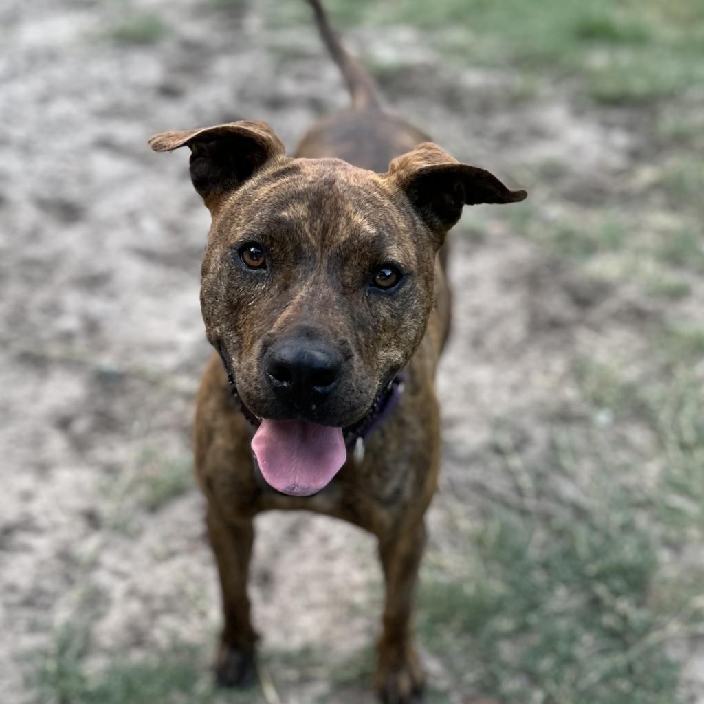 Enlarge Naia, a Adoptable Mixed Breed in Williston, FL image 1/6