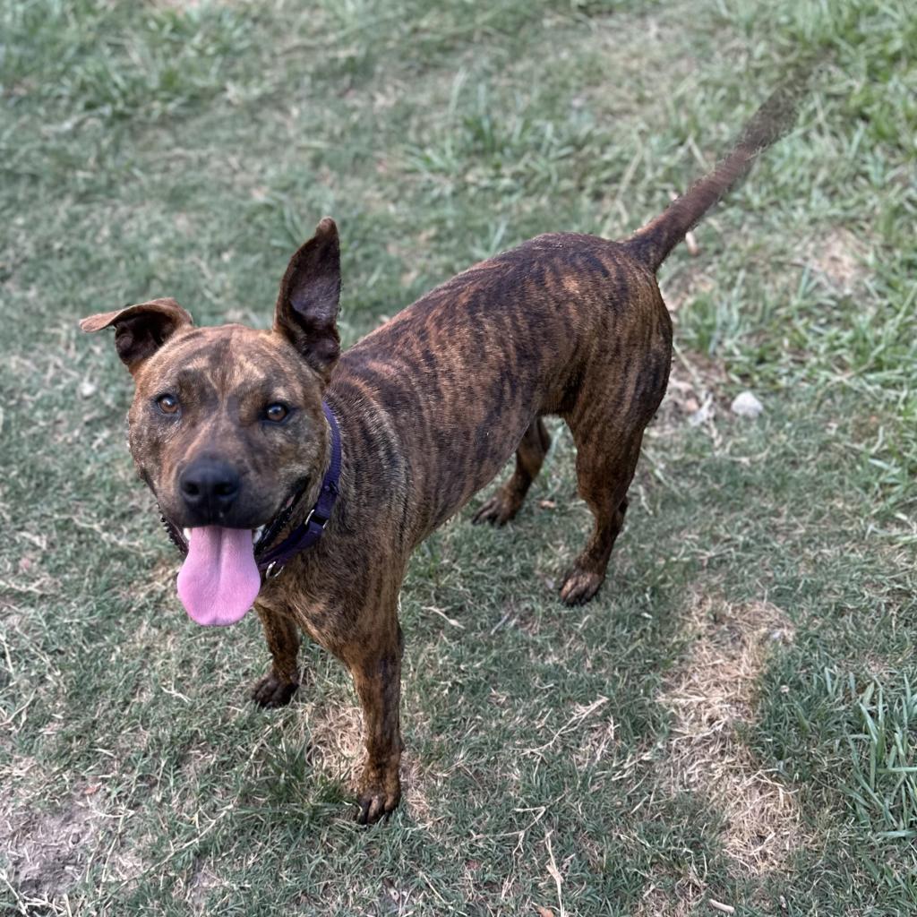 Naia, a Adoptable Mixed Breed in Williston, FL image 1/6