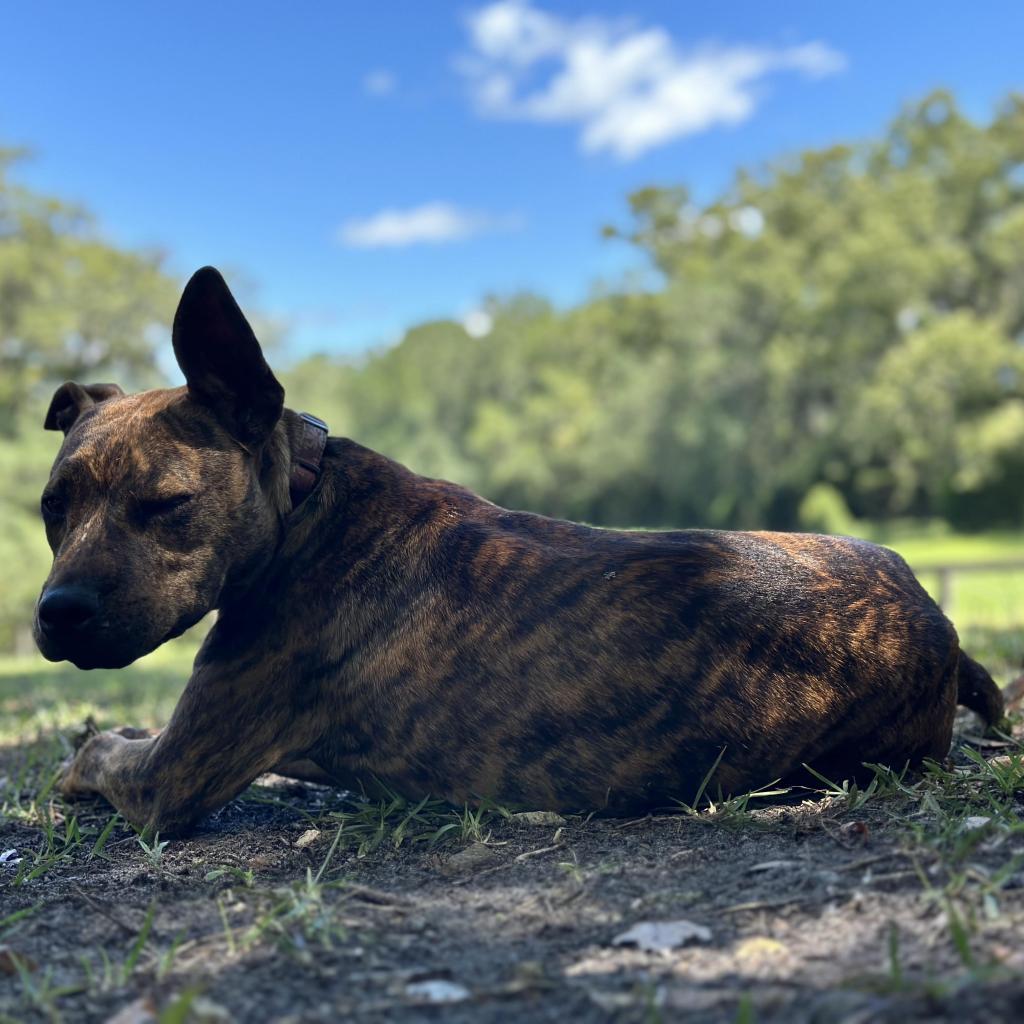 Enlarge Naia, a Adoptable Mixed Breed in Williston, FL image 4/6