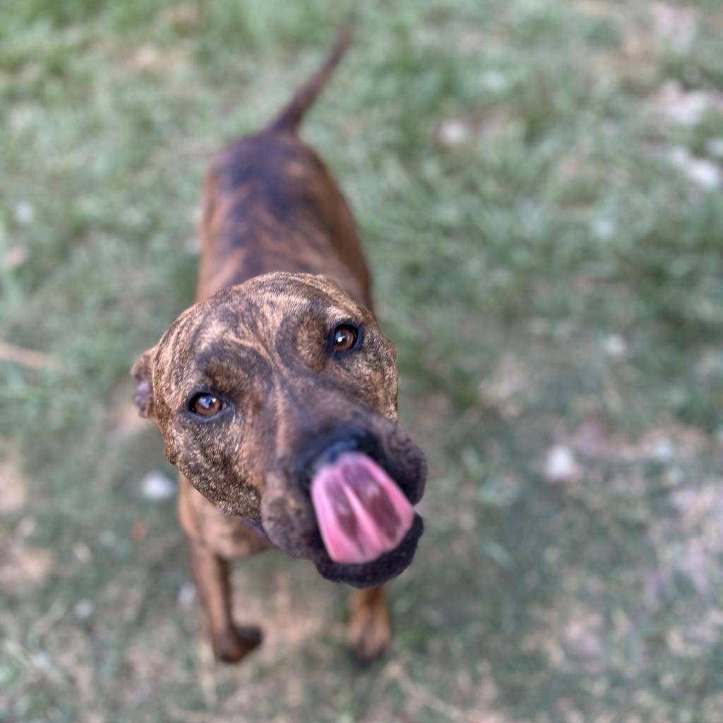 Naia, a Adoptable Mixed Breed in Williston, FL image 3/6