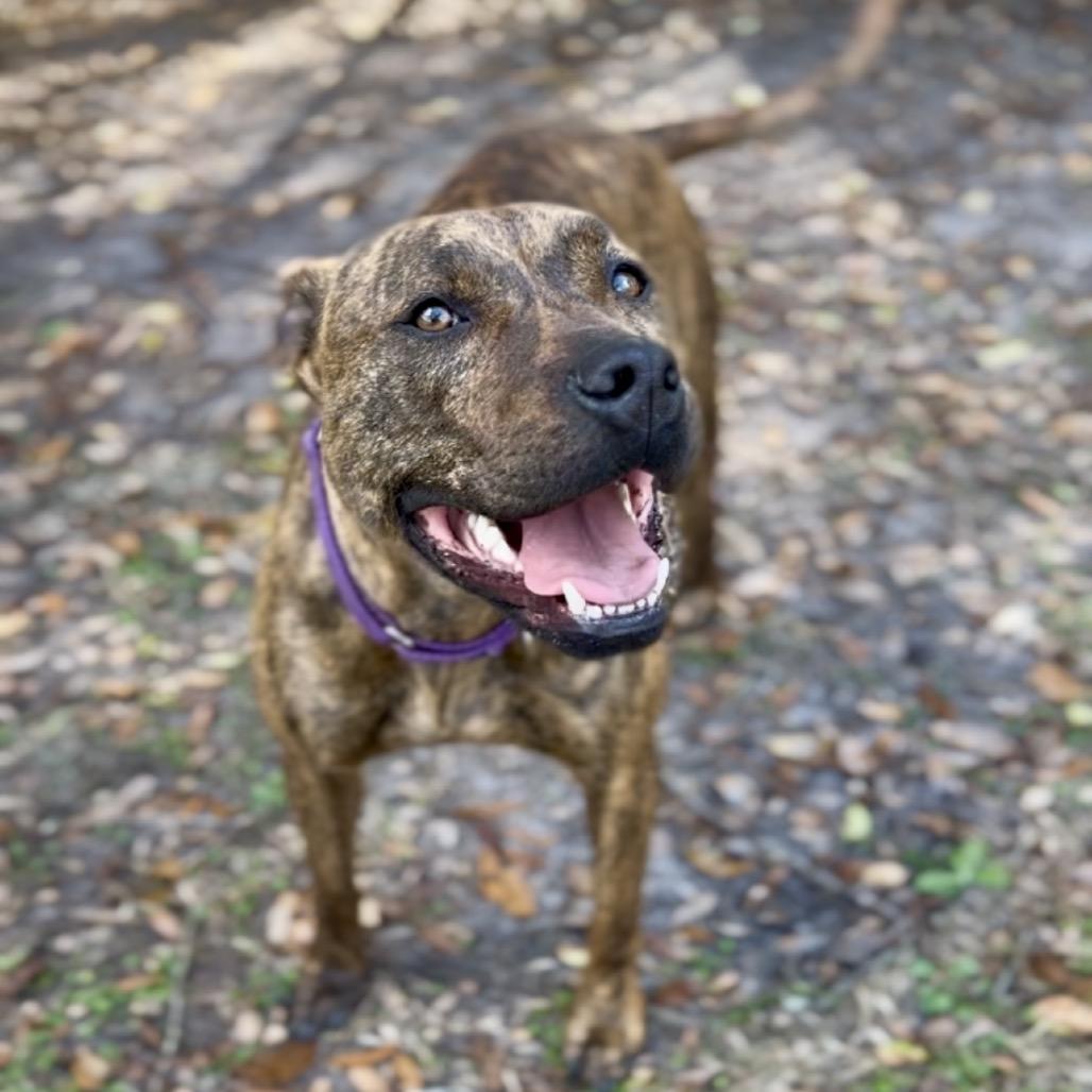 Naia, a Adoptable Mixed Breed in Williston, FL image 4/6